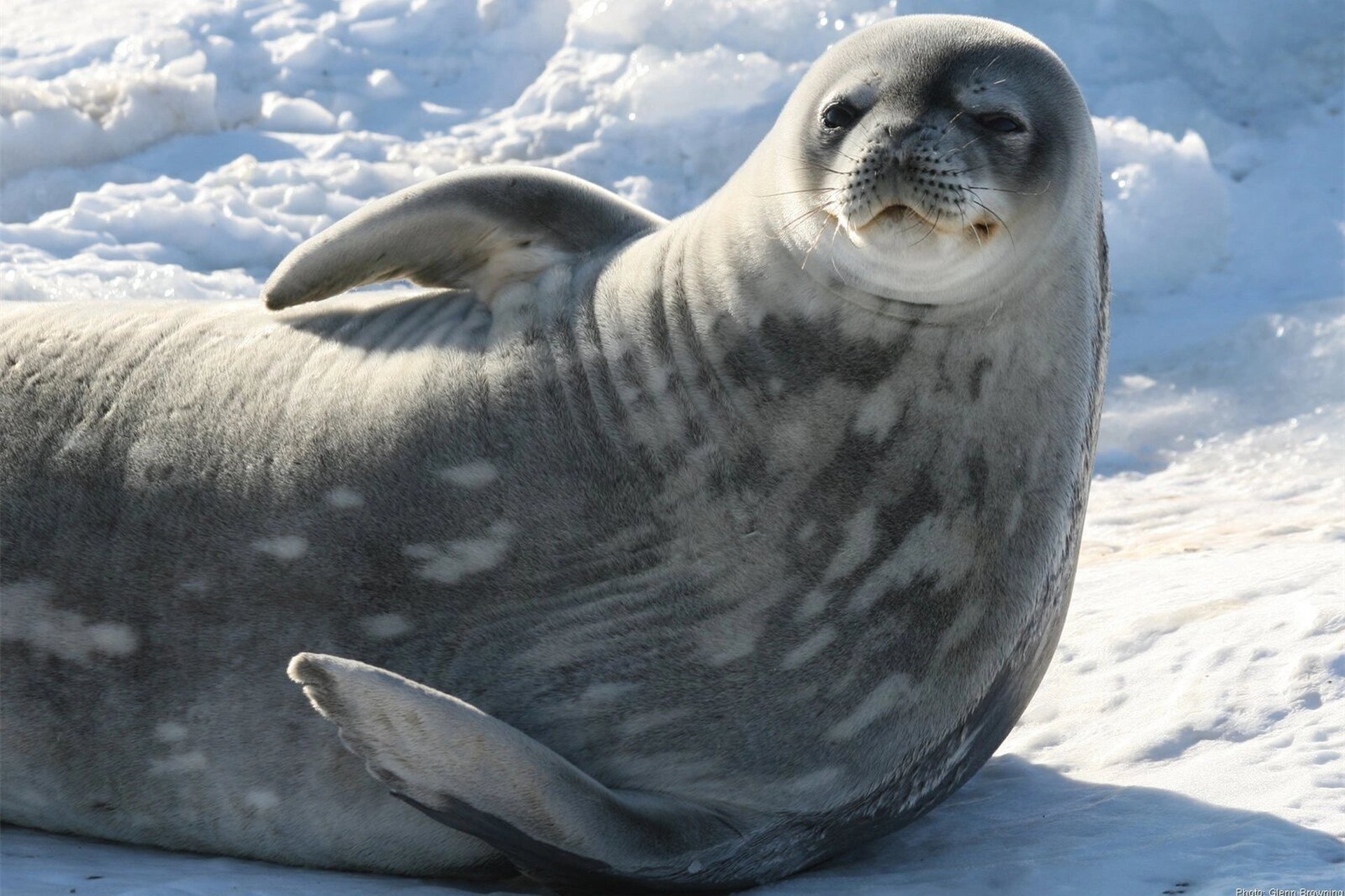 威德尔海豹(英文:weddell seal,学名:leptonychotes weddellii)是以
