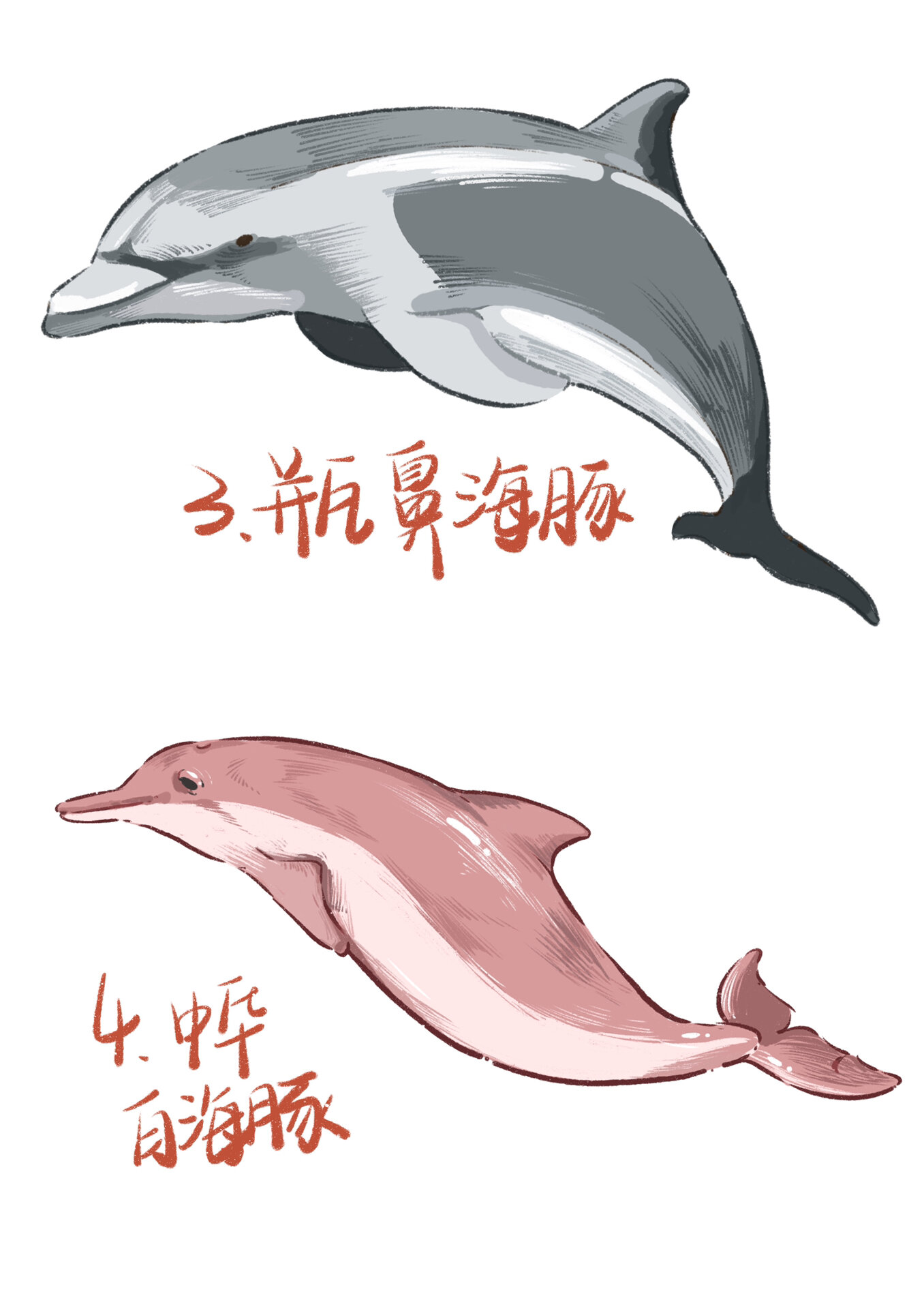 procreate手绘海豚种类科普合集 1.