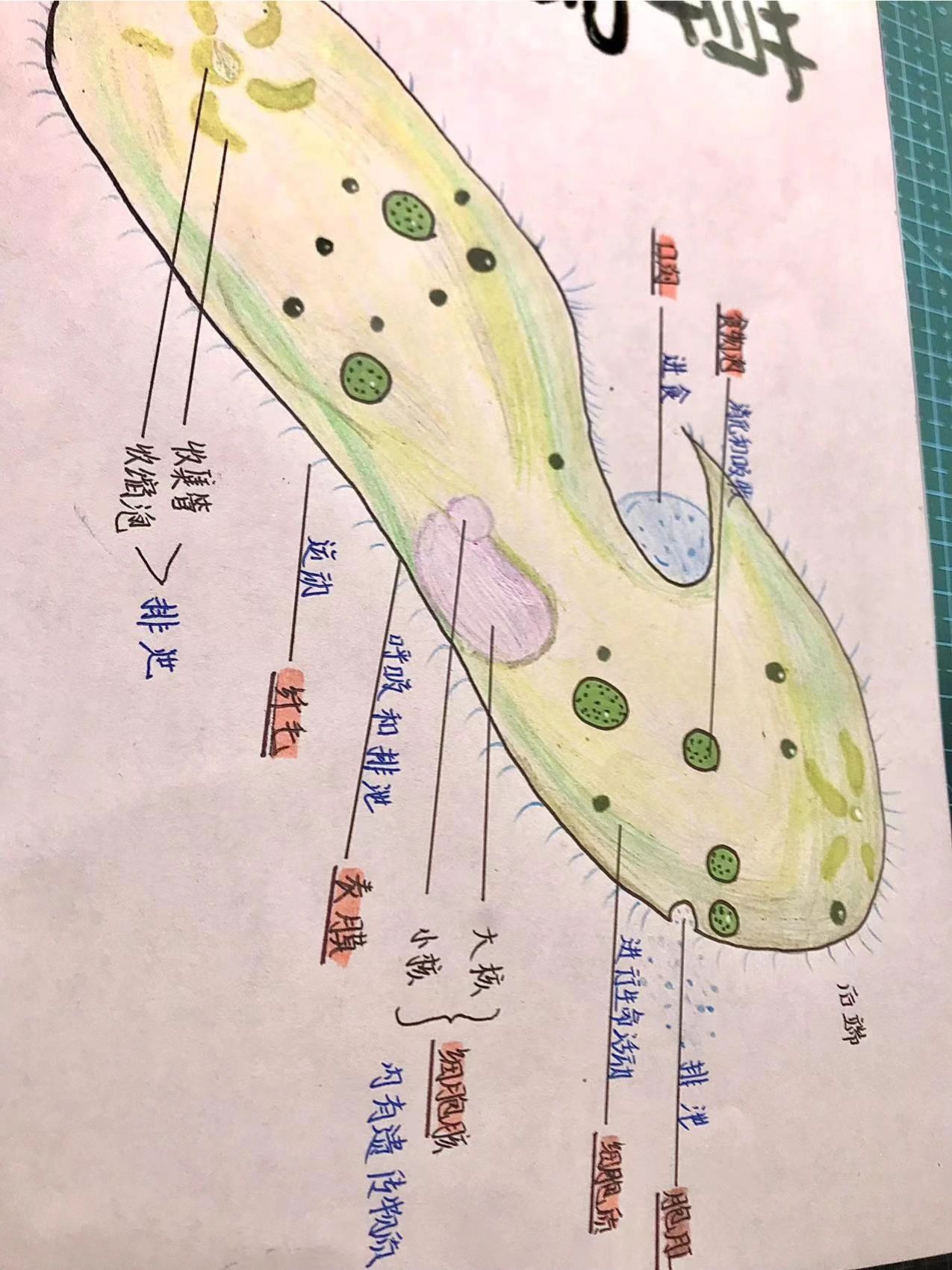 七上生物草履虫结构图图片