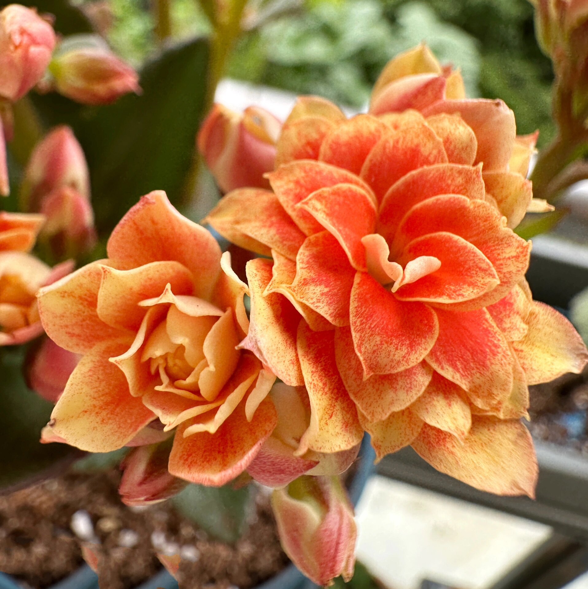 长寿花 极光 是不是还有一个名字叫橙色极光变色呀?