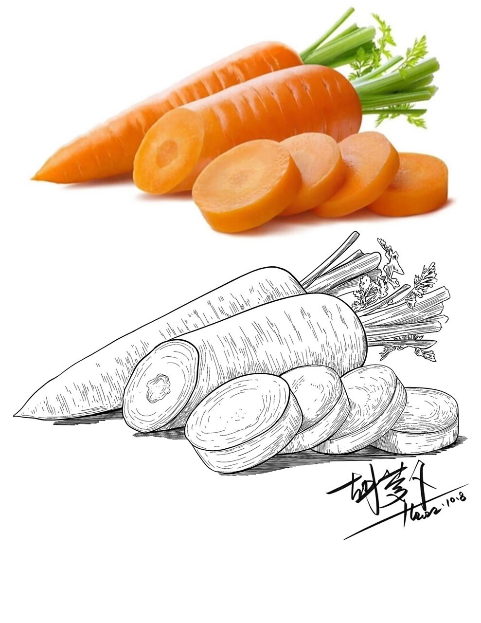 蔬菜写生合集一:线描速写素材 8张素材线描写生素材分享