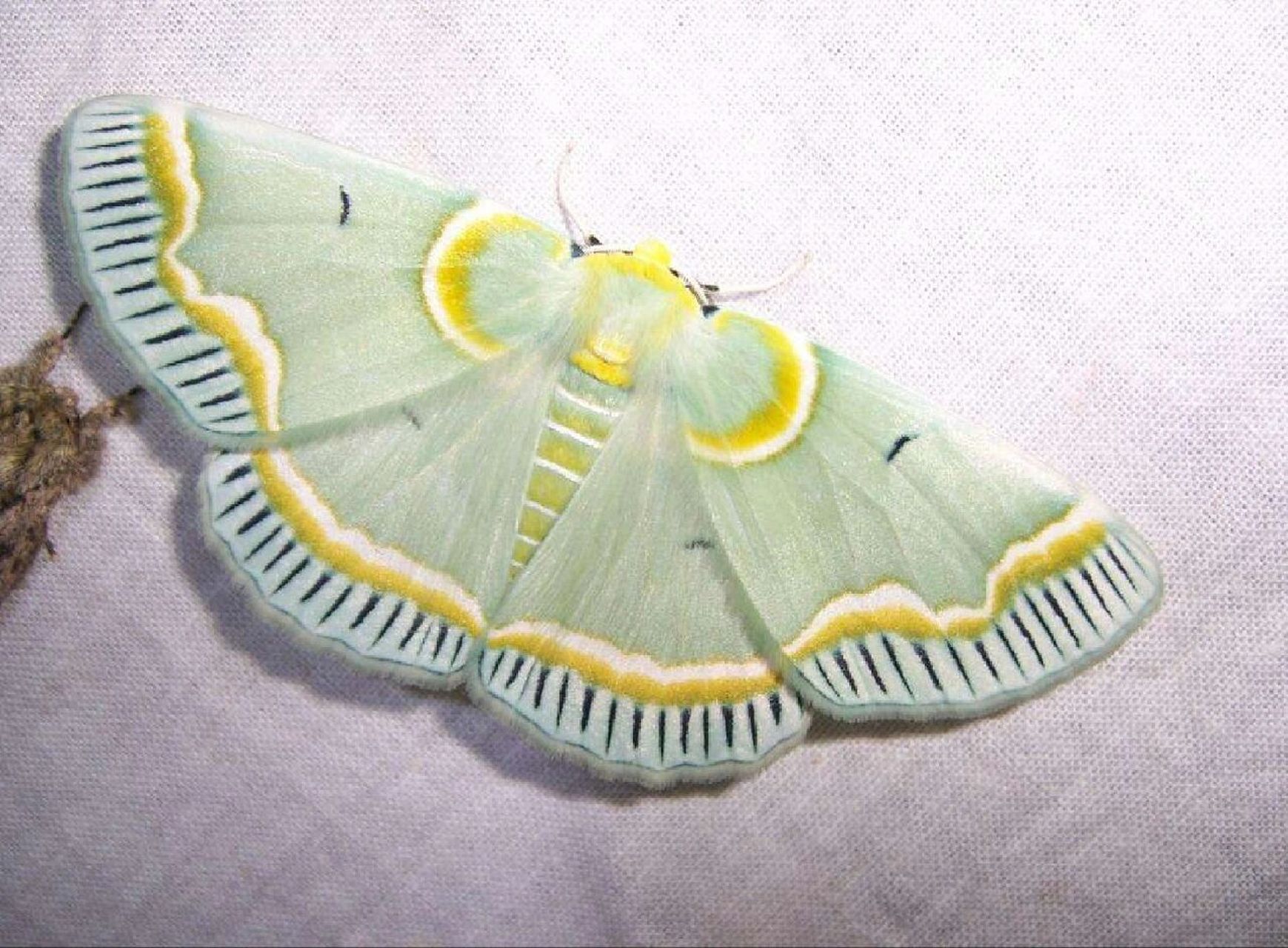 好漂亮的扑棱蛾子03