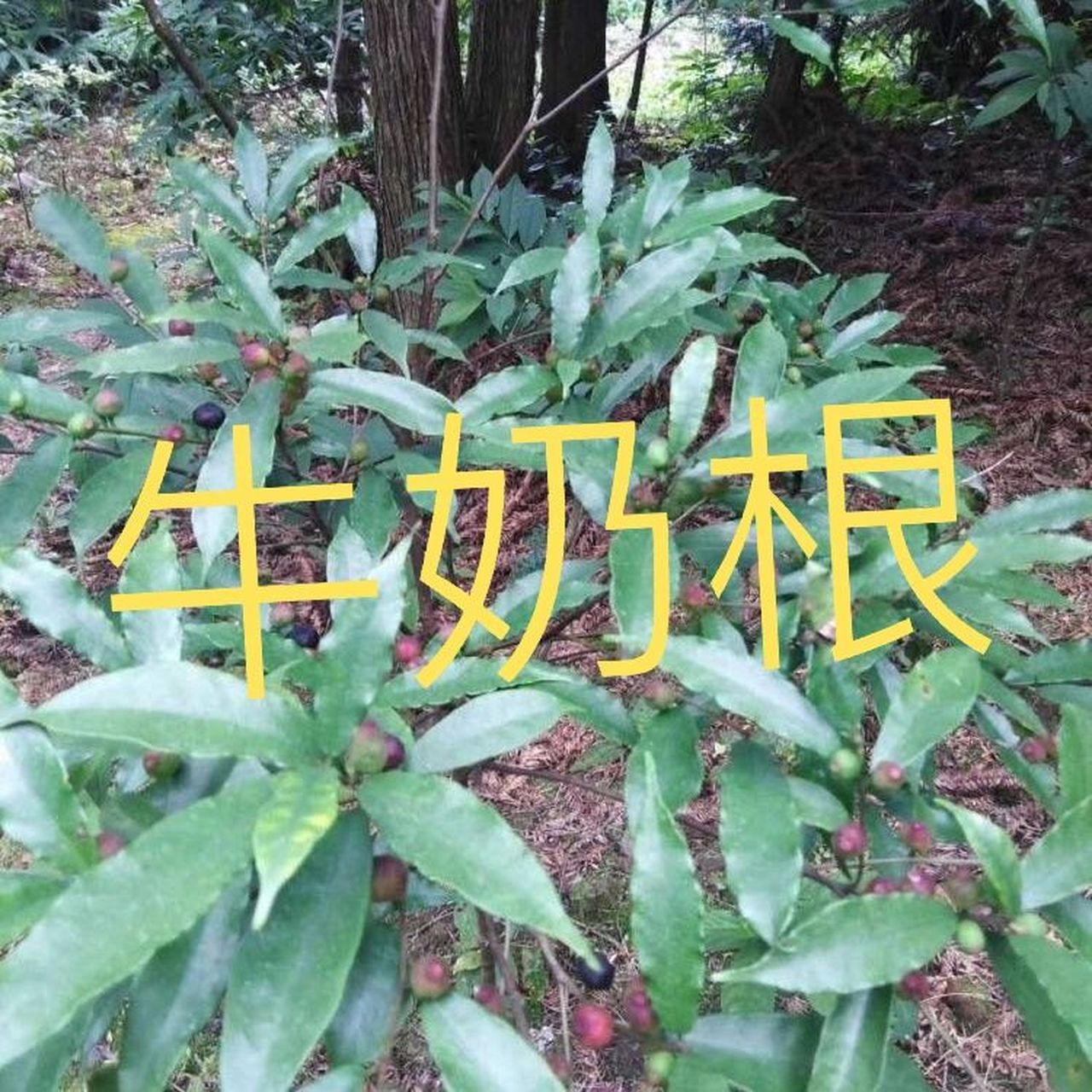 白花牛奶树根功效图片