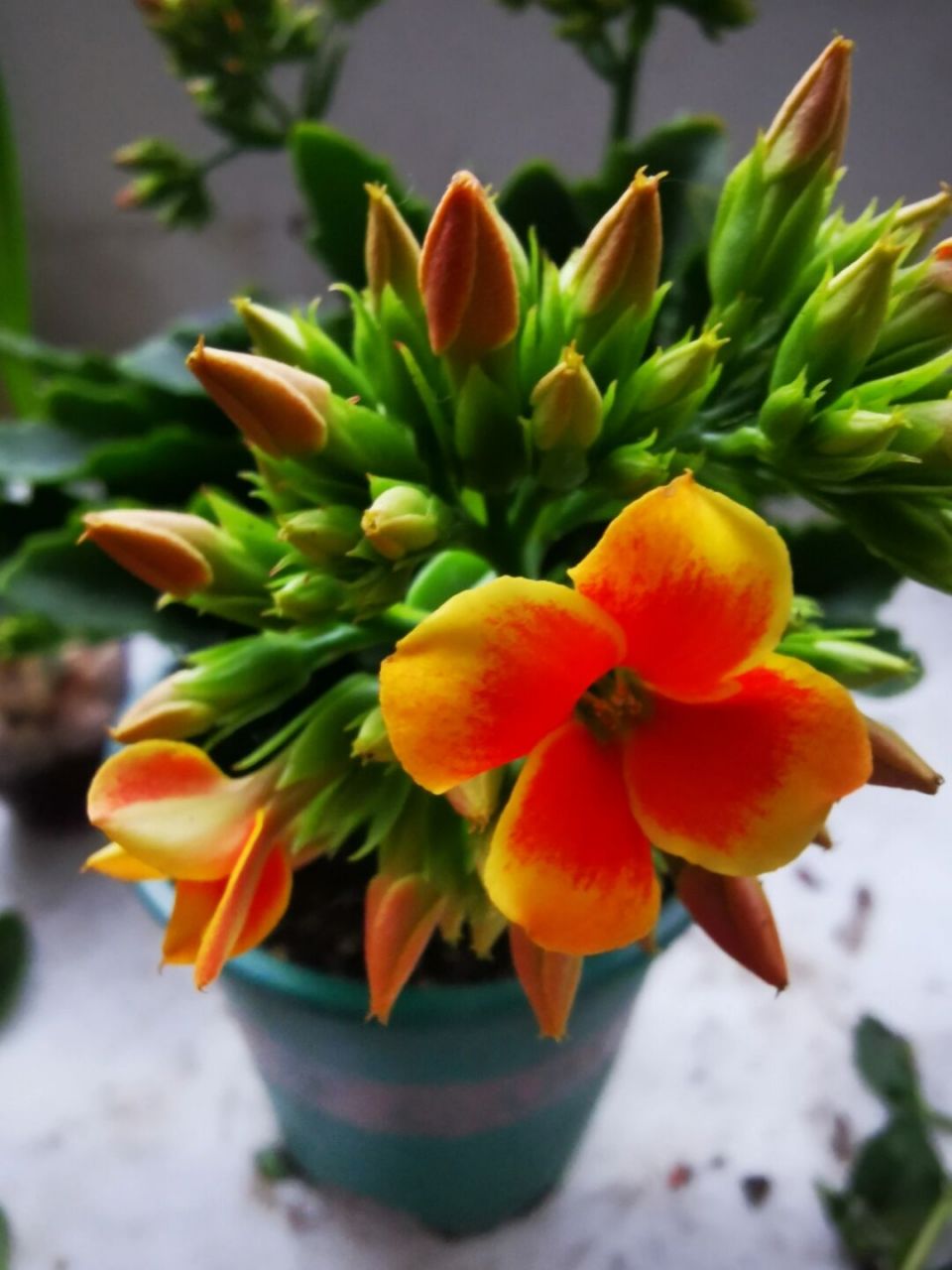 罗比橙,长寿花中的精品 罗比橙,长寿花新品. 1花色丰富,颜值高.