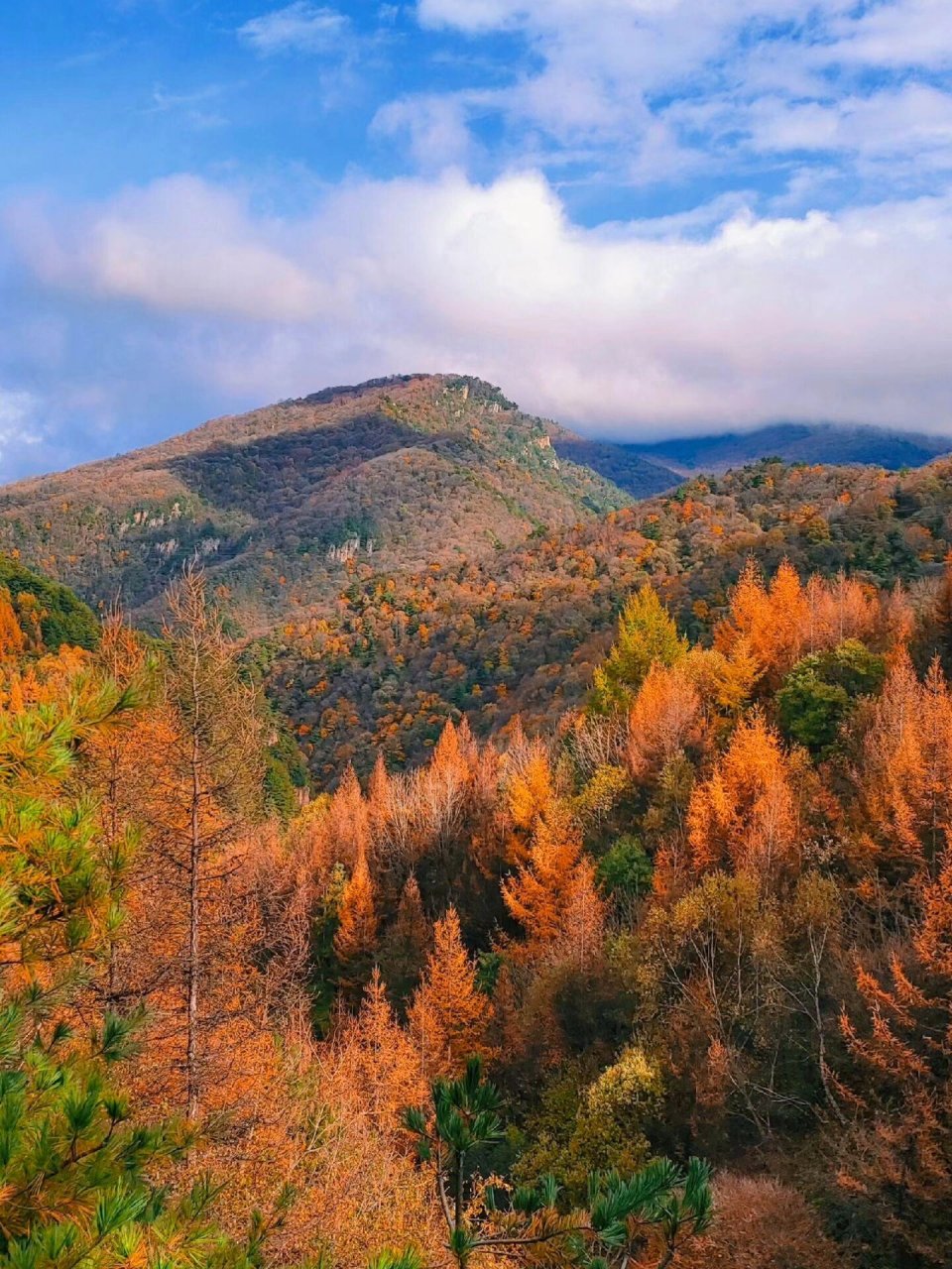 93黄柏塬 黄柏塬自然风景区总面积896平方公里,入秋后,这里的叶子红