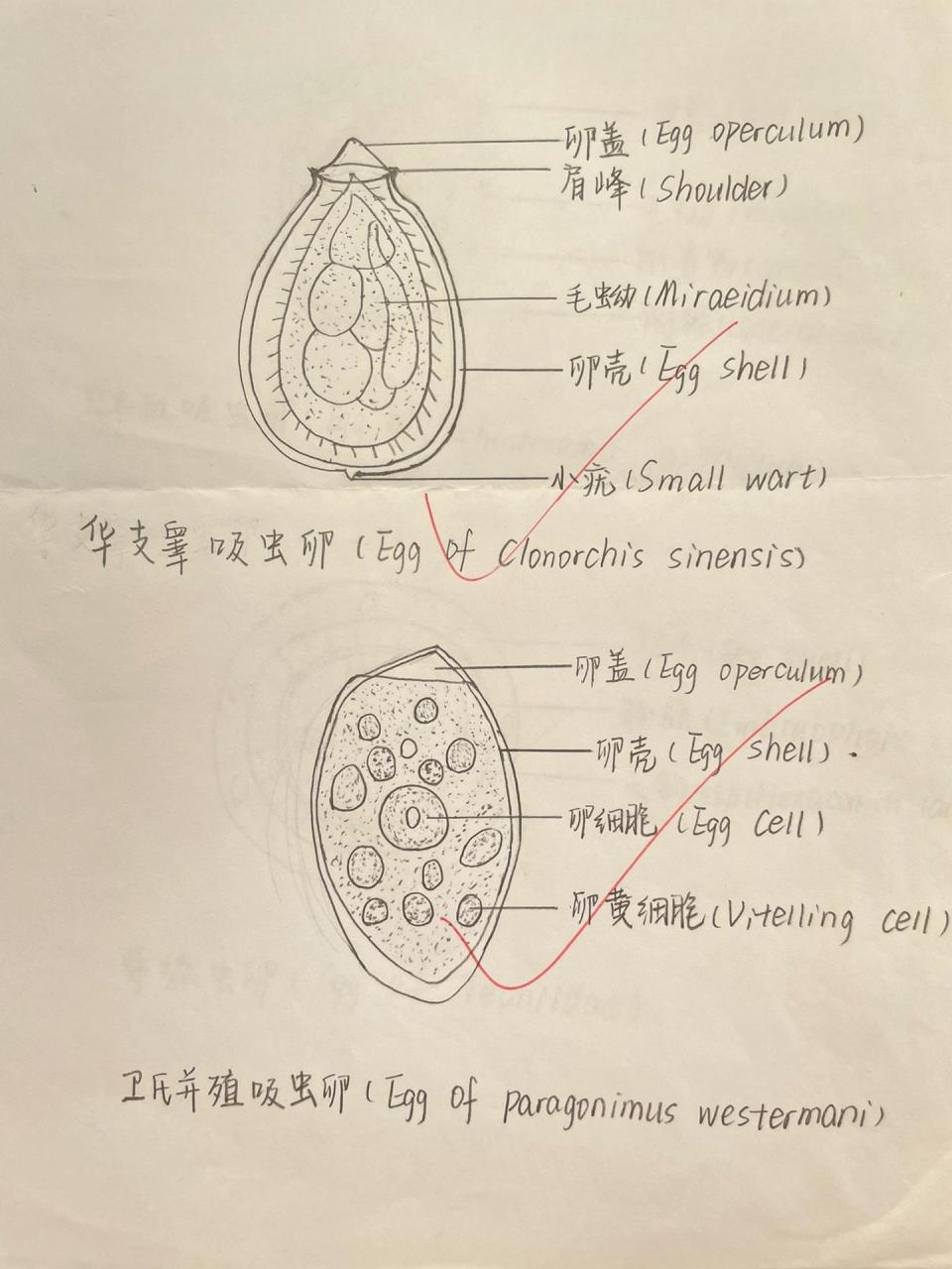《人体寄生虫学》虫卵绘图——吸虫 绦虫 线虫