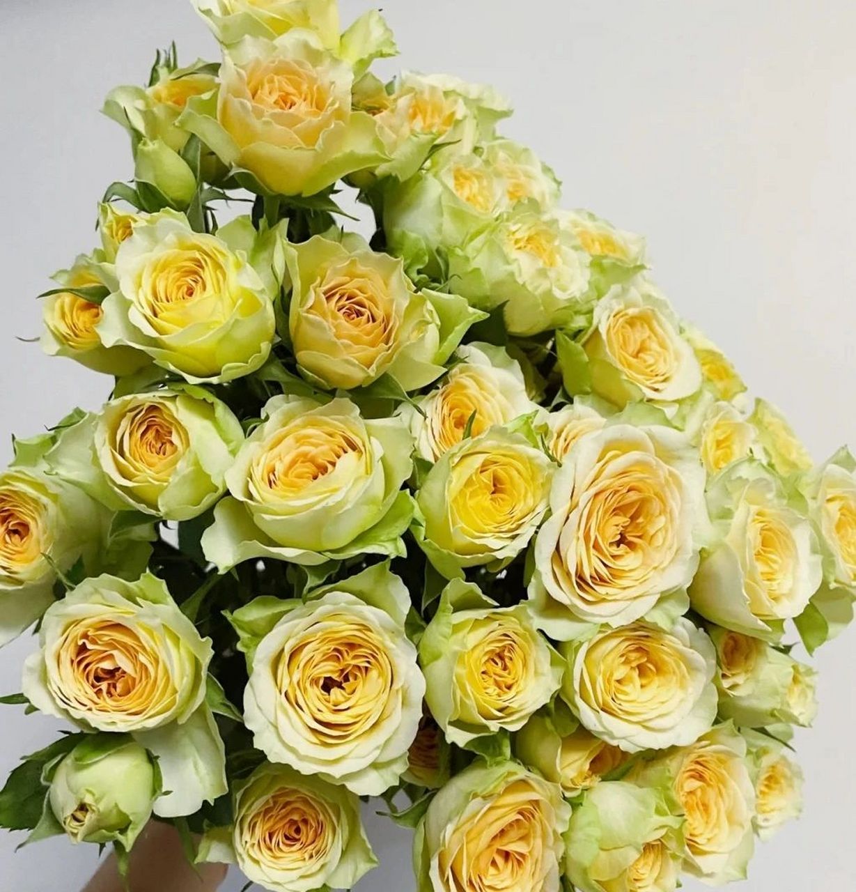 识花系列 ‖一次认识9款多头玫瑰   巧克力泡泡 67经典的复古色系