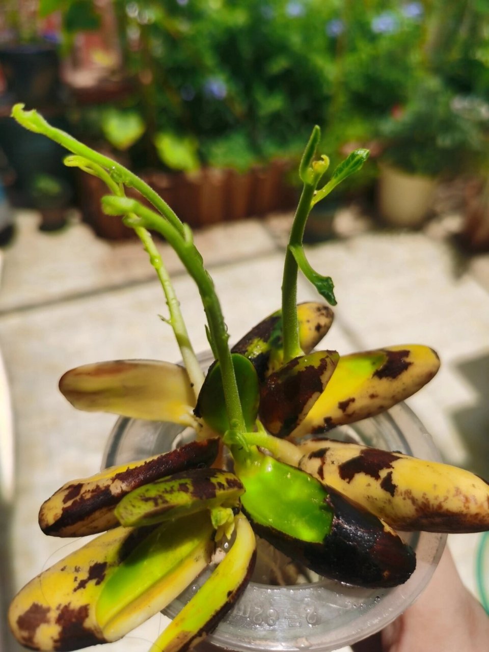 刚发芽的菠萝蜜图片