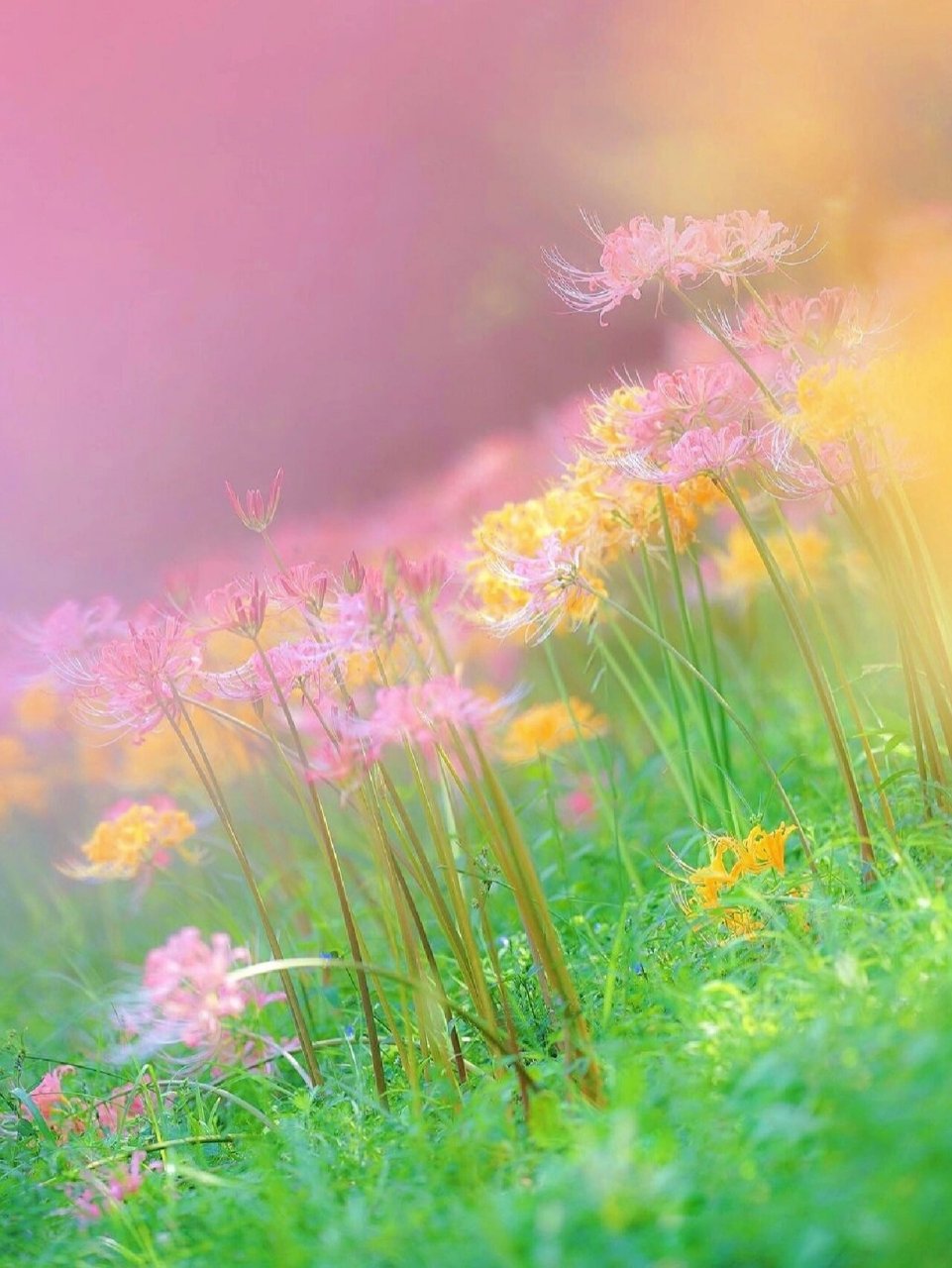 这么罕见的粉色彼岸花 快艾特你最重要的人来看!