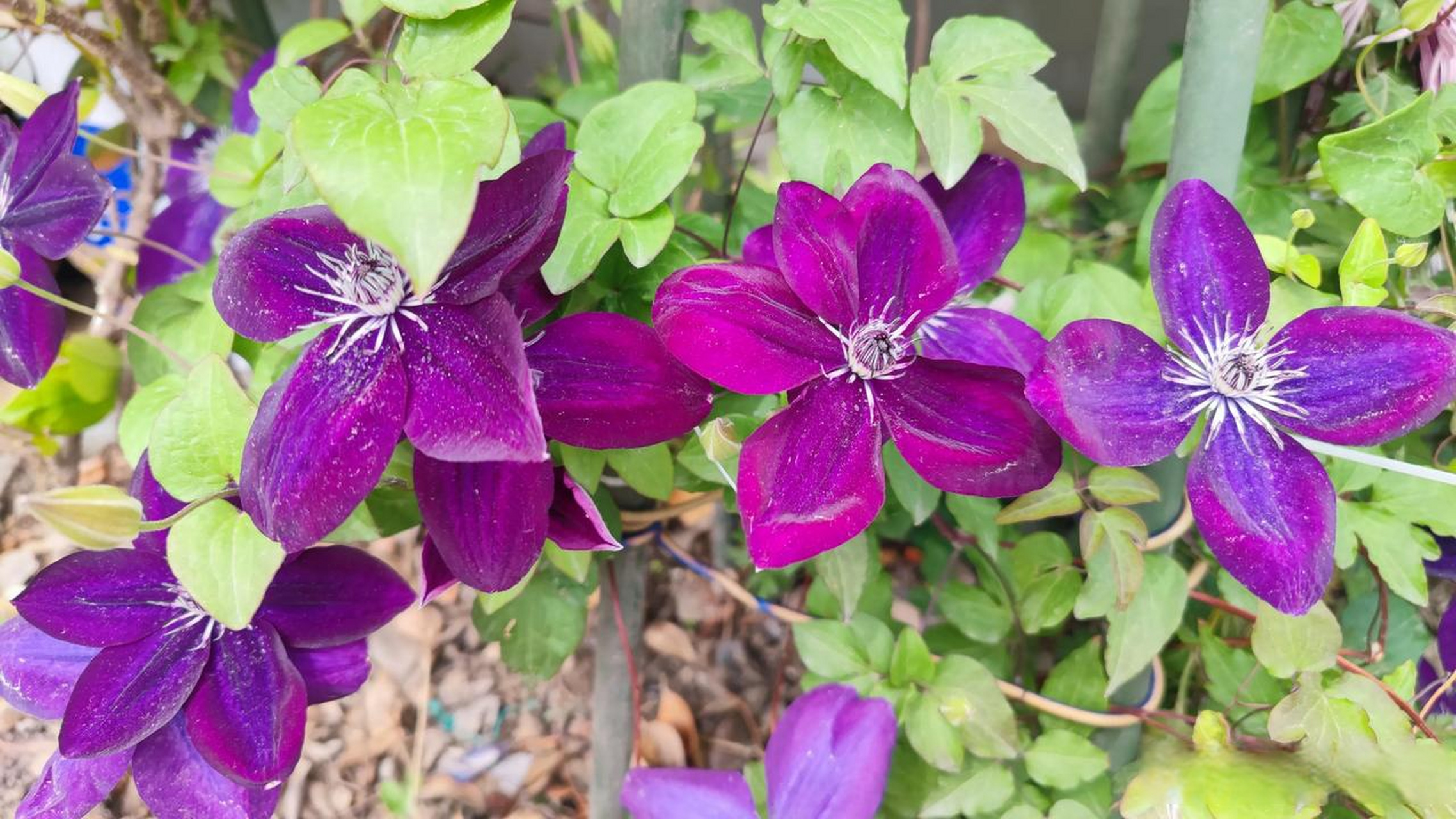 波旁王朝铁线莲开花一个多月了,依然很美好,花量超赞!