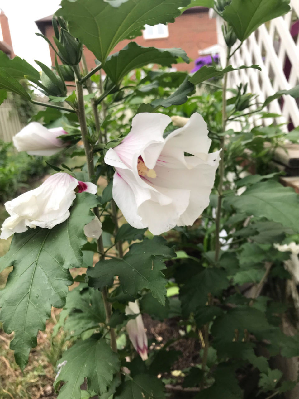 白色木槿花的花语图片