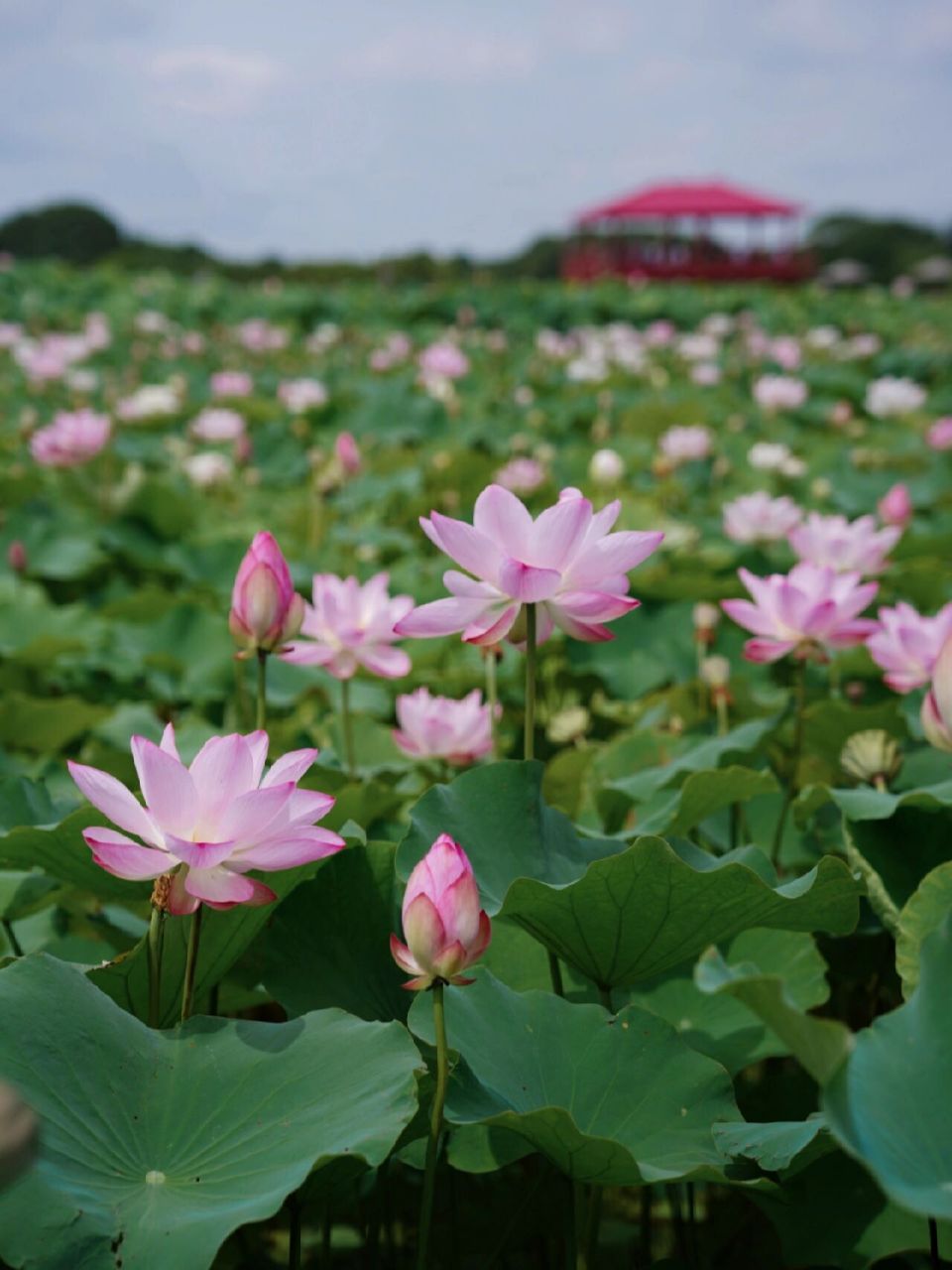 夏日赏荷|嘉北郊野公园 嘉北郊野公园的80亩荷花真的极为壮观 从1号门