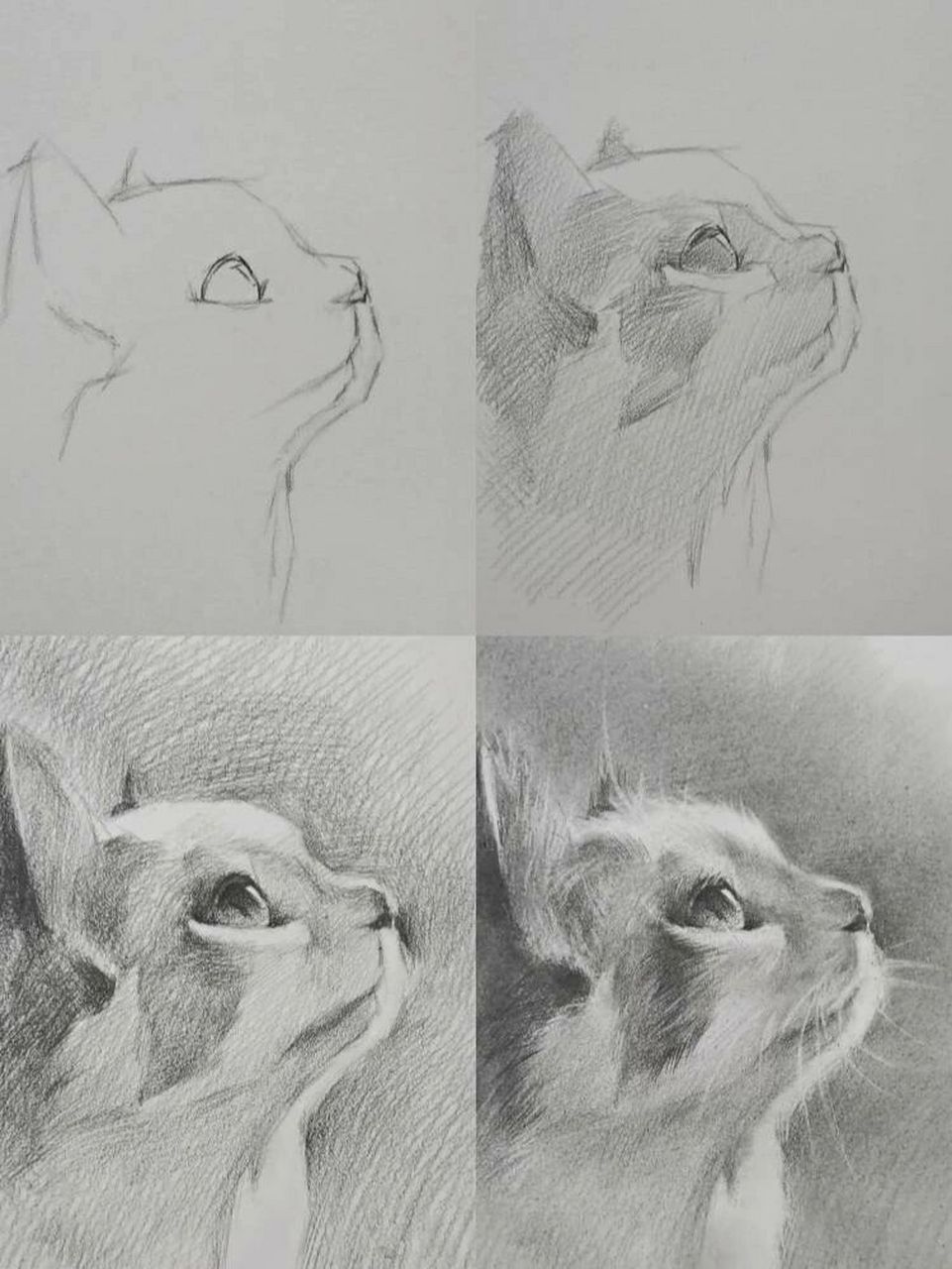 可爱侧脸猫: 第一步:短线条起形带出猫咪的侧面轮廓,和眼睛鼻子,嘴巴