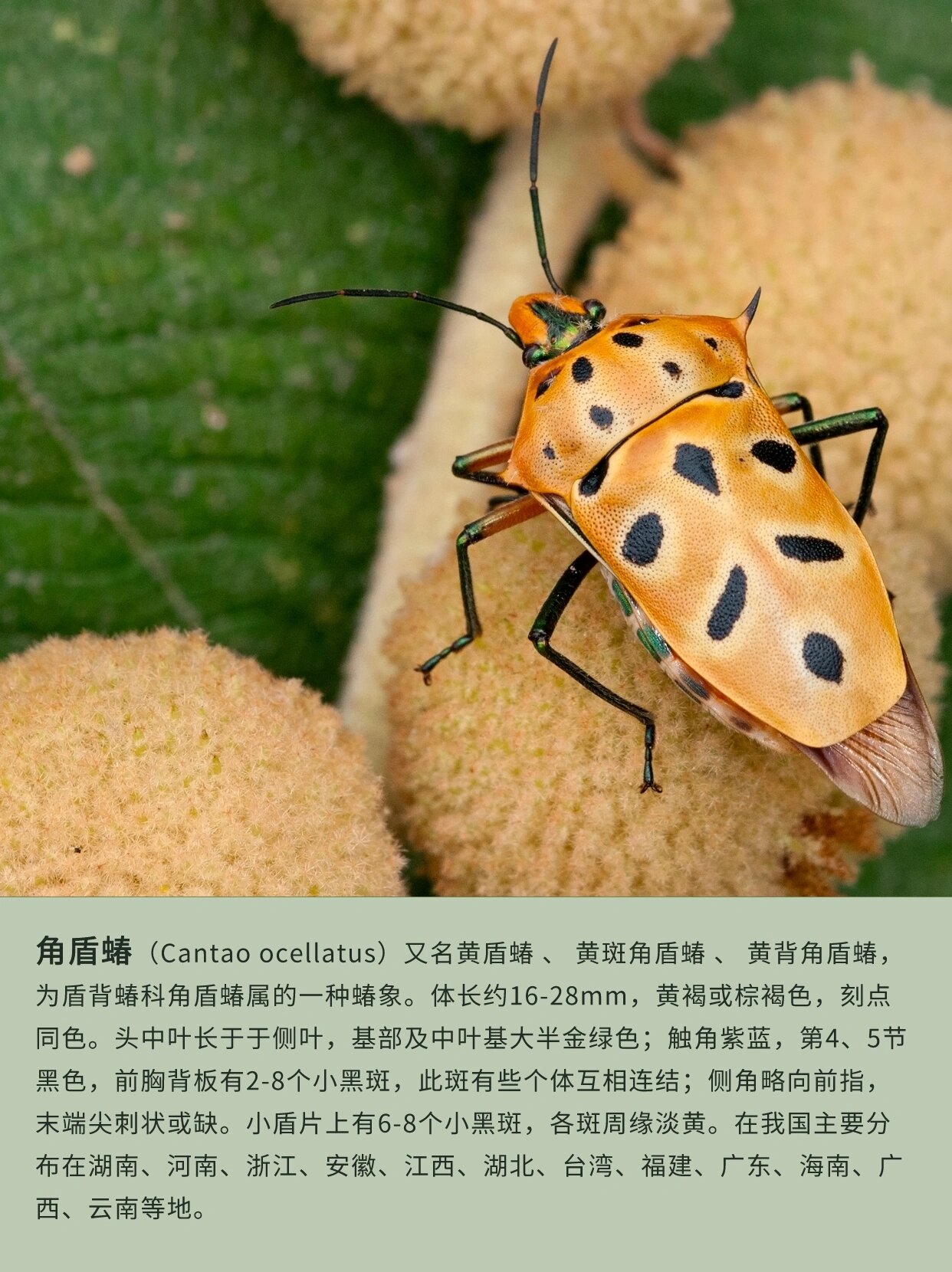 种昆虫73-角盾蝽 角盾蝽(cantao ocellatus)又名黄盾蝽 , 黄斑角盾蝽