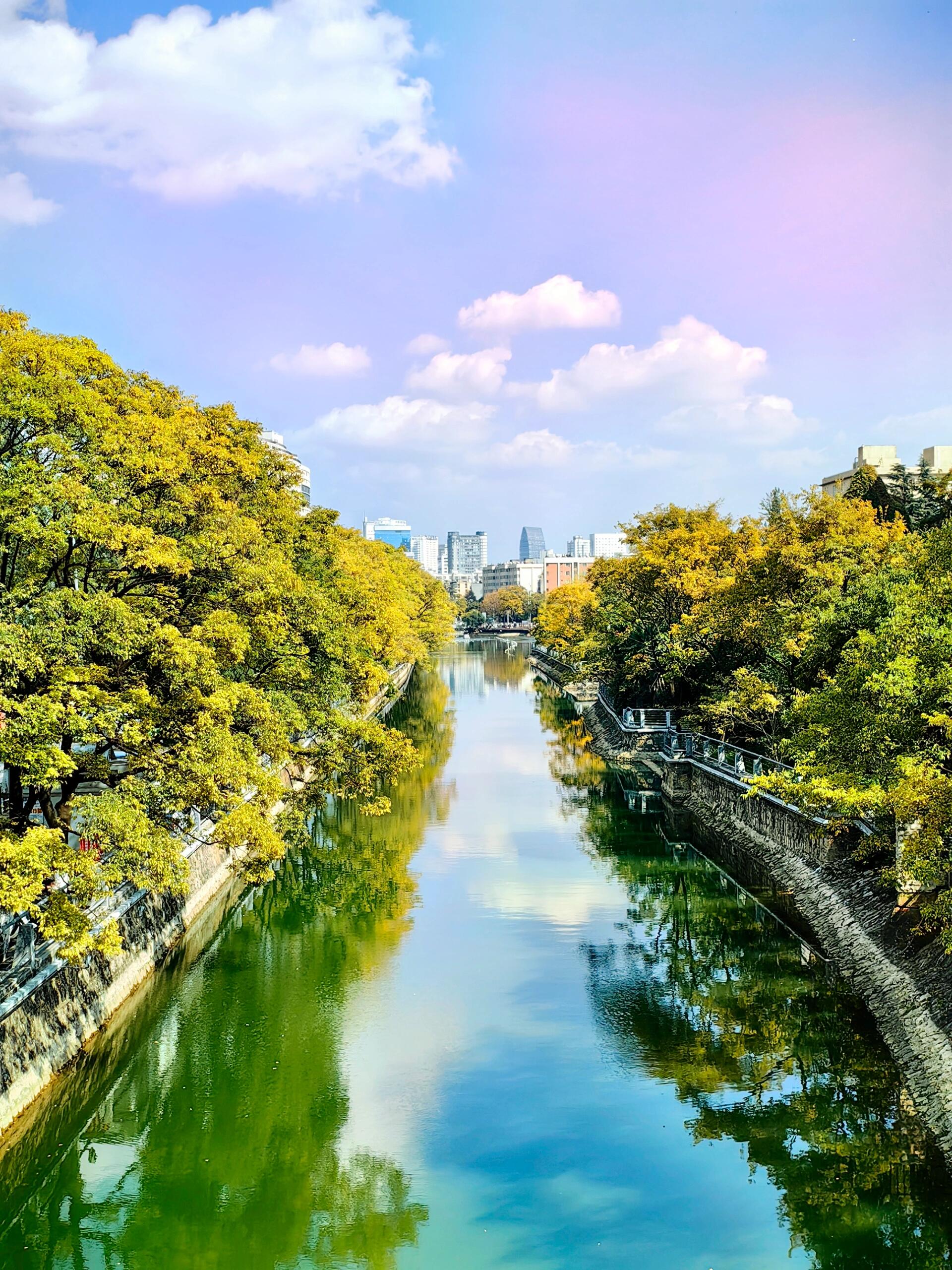 大观河畔|风景如诗美如画 一晃又一秋,昆明大观河两岸的滇朴又披上了