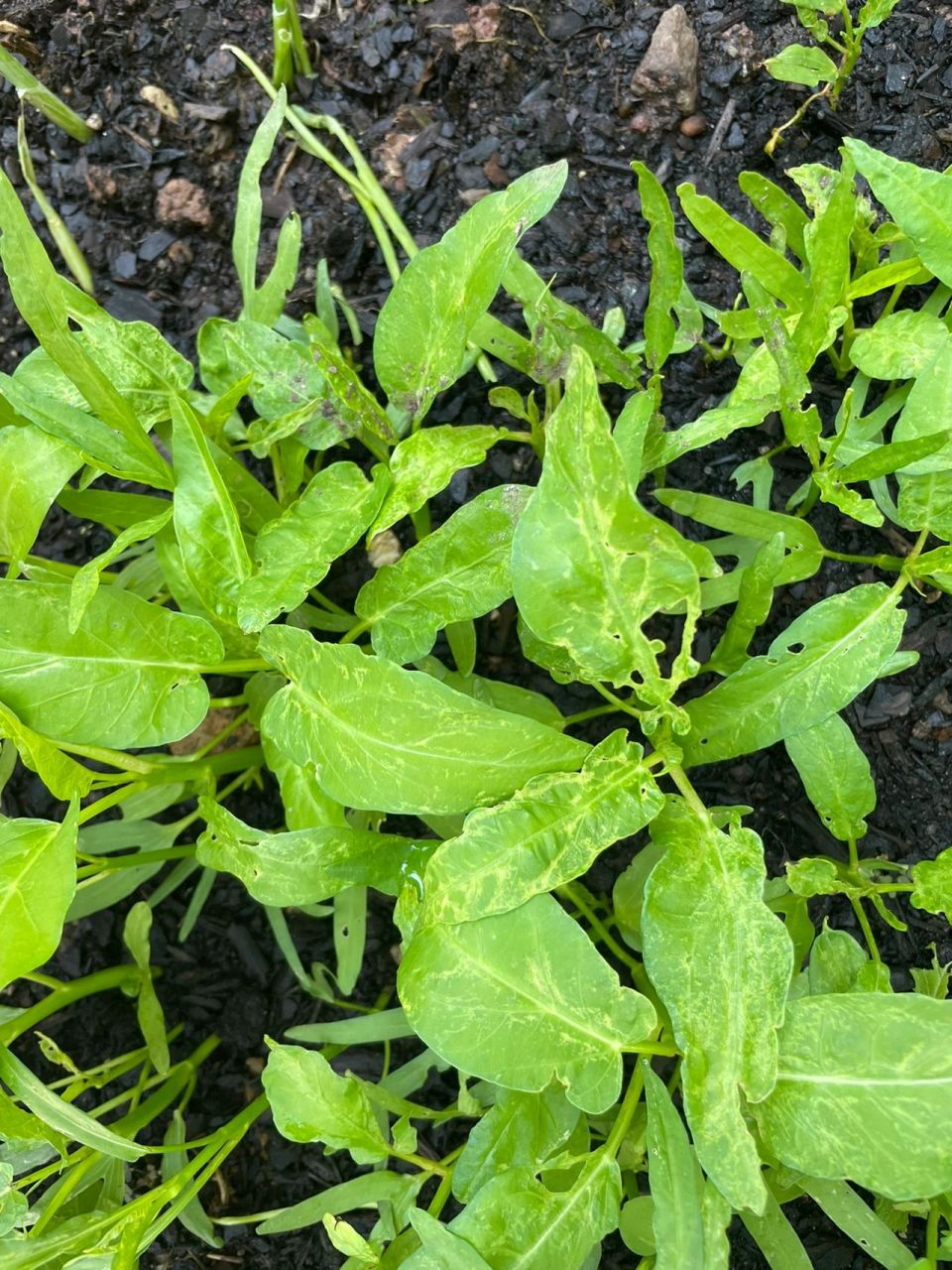 今年种的空心菜怎么会变成这样? 叶子卷起长不大