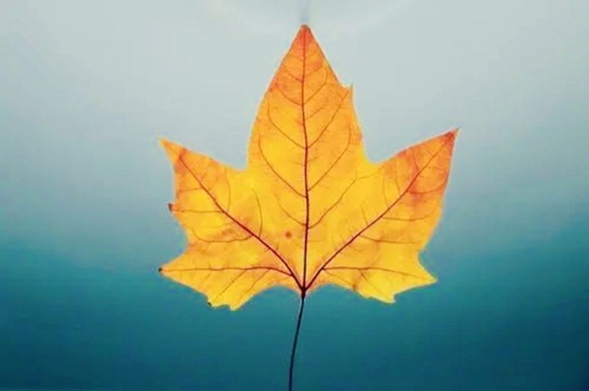 半生已过,致自己一段话 人生,走过一些路,经历过一些事情,也看透了