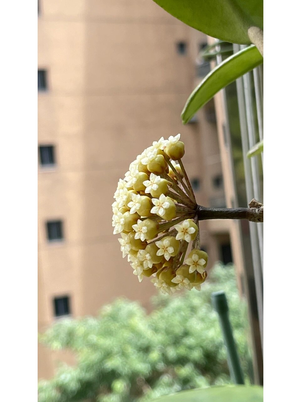 球兰:紫霞仙子,仙子来了 紫霞仙子超爱开花