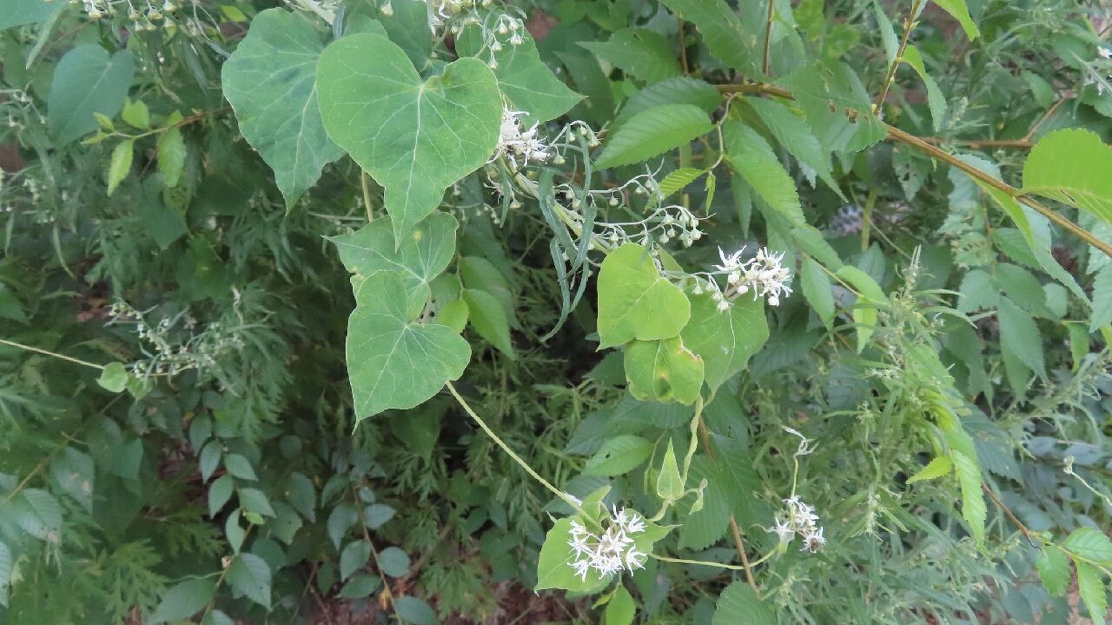 鹅绒藤,萝藦科鹅绒藤属多年生草本植物 以前也曾经为它作过诗:叶片对