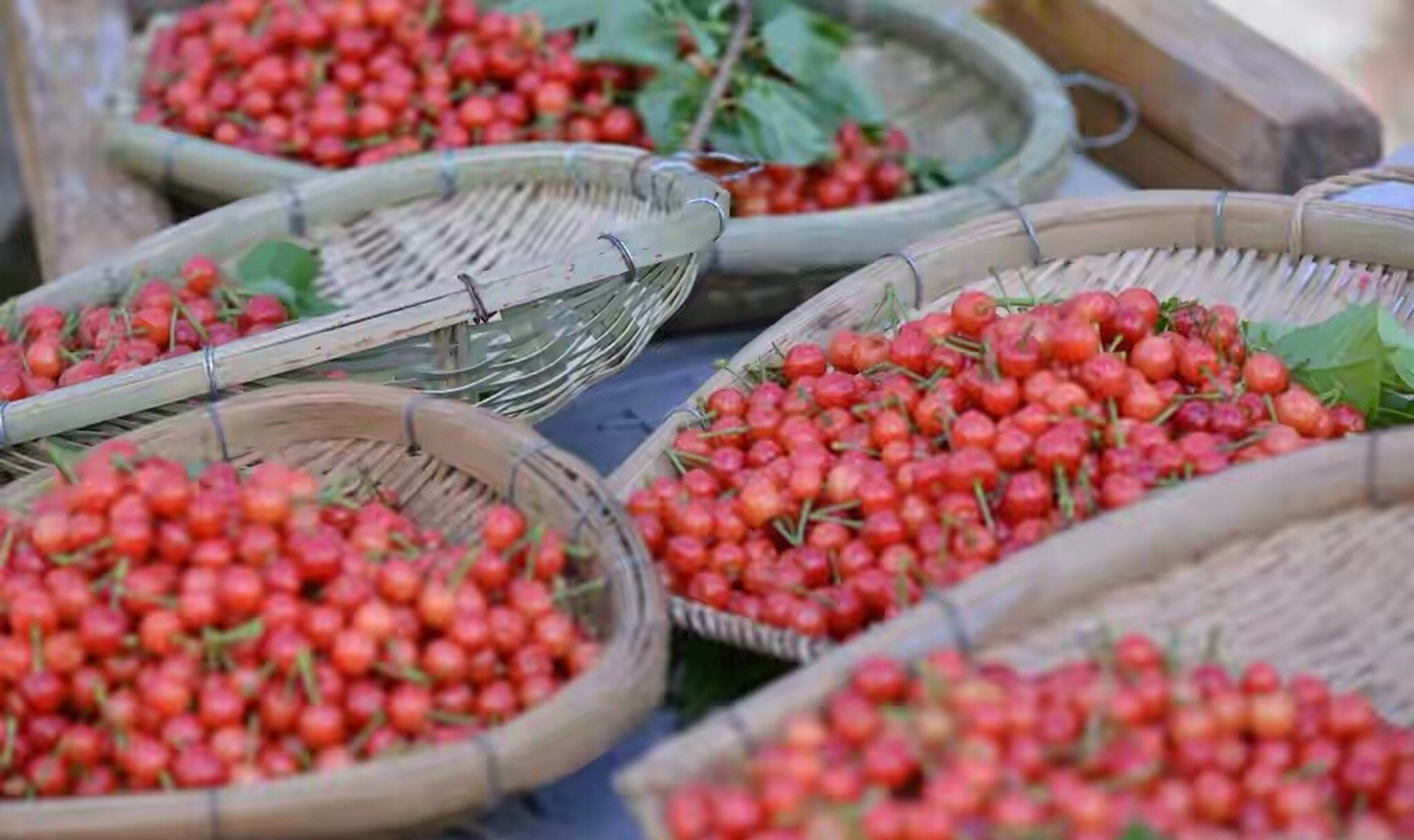 【荣县铁厂镇1000亩醉妃红樱桃开采】又到樱桃成熟季,荣县铁厂镇的