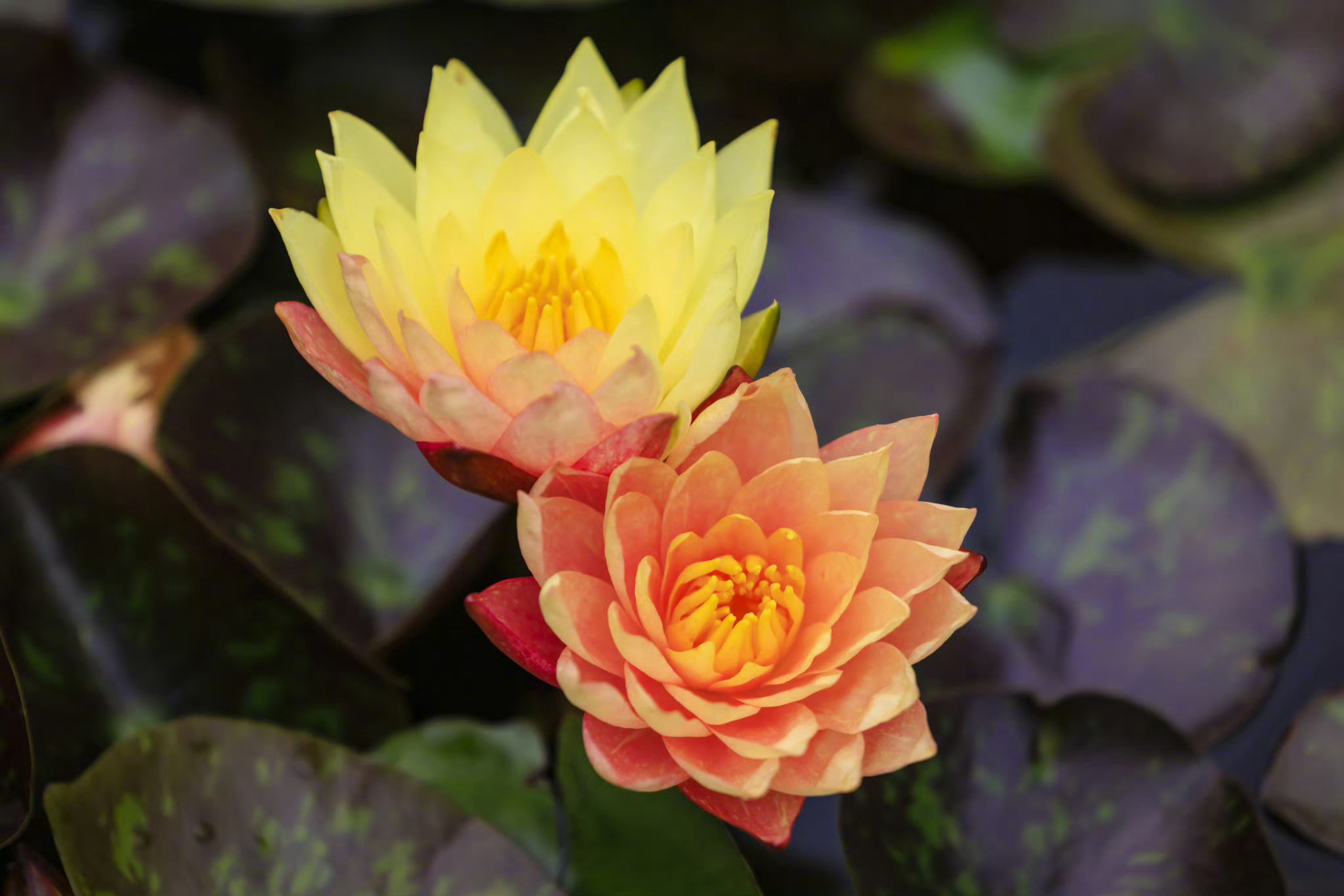 近日,云南昆明大观楼双色睡莲"万维莎"盛开