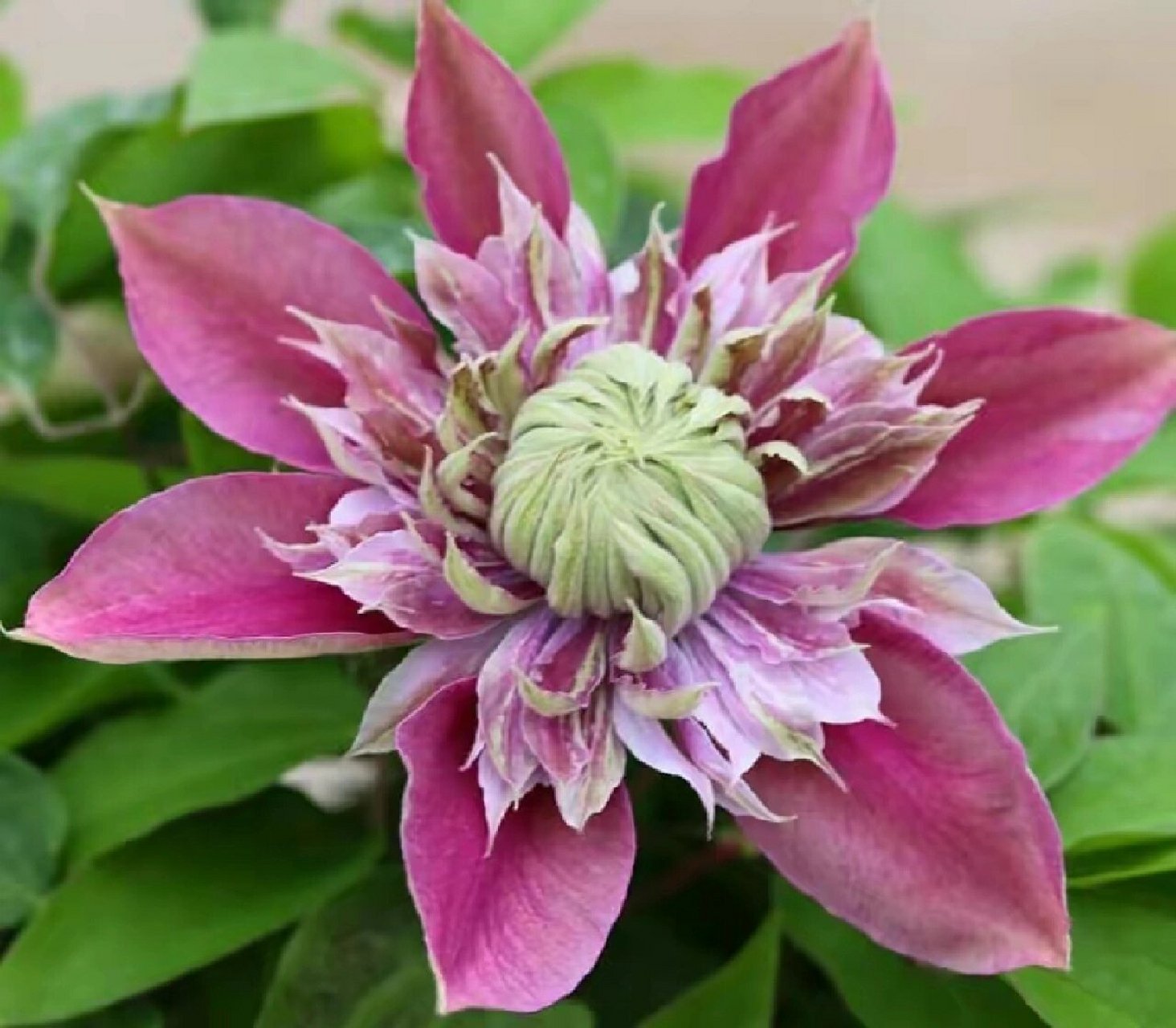 每天识一植物之铁线莲 铁线莲(学名:clematis florida thunb.