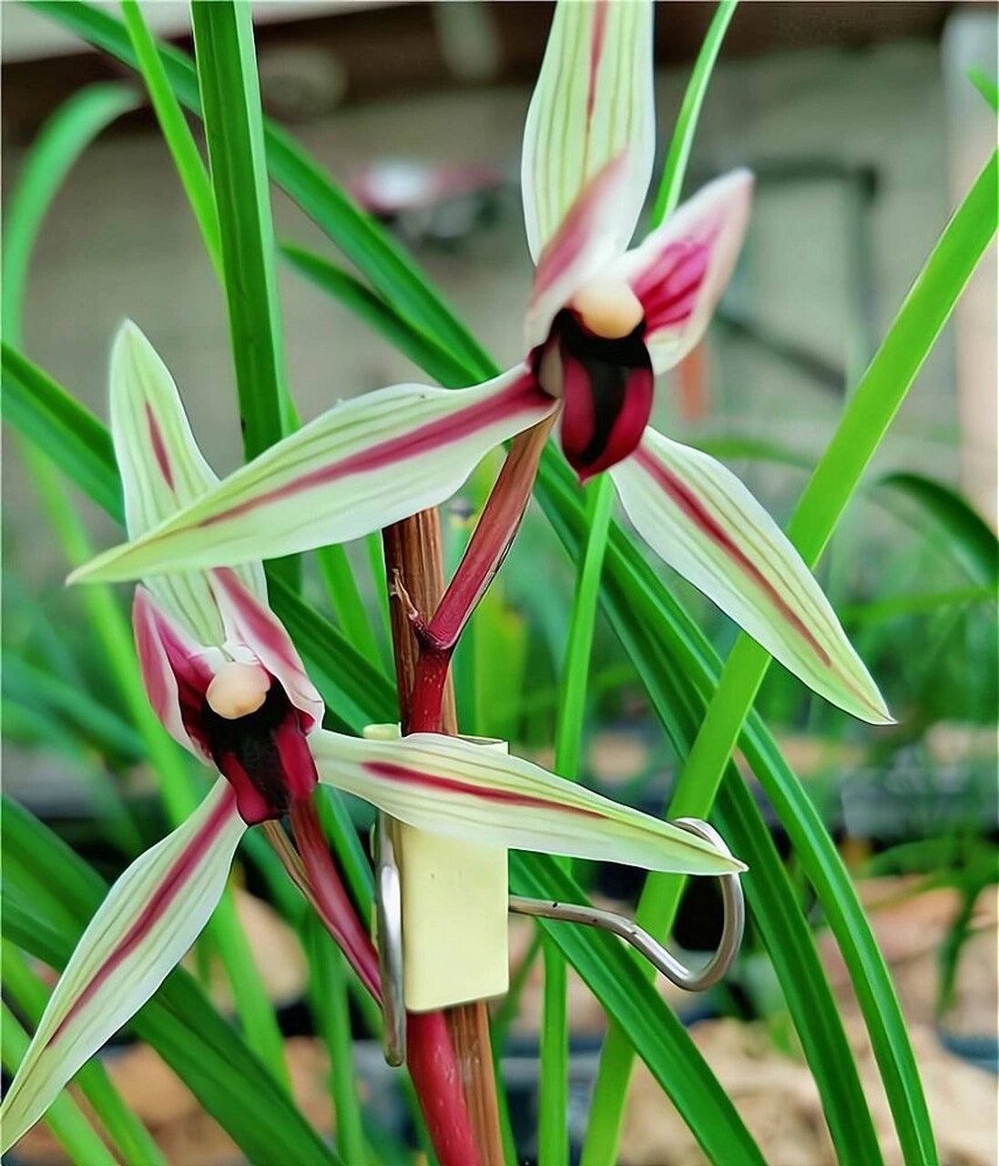 碧龙红素 碧龙红素产于云龙澜沧江谷地密林中,1988年前后发现,1990年