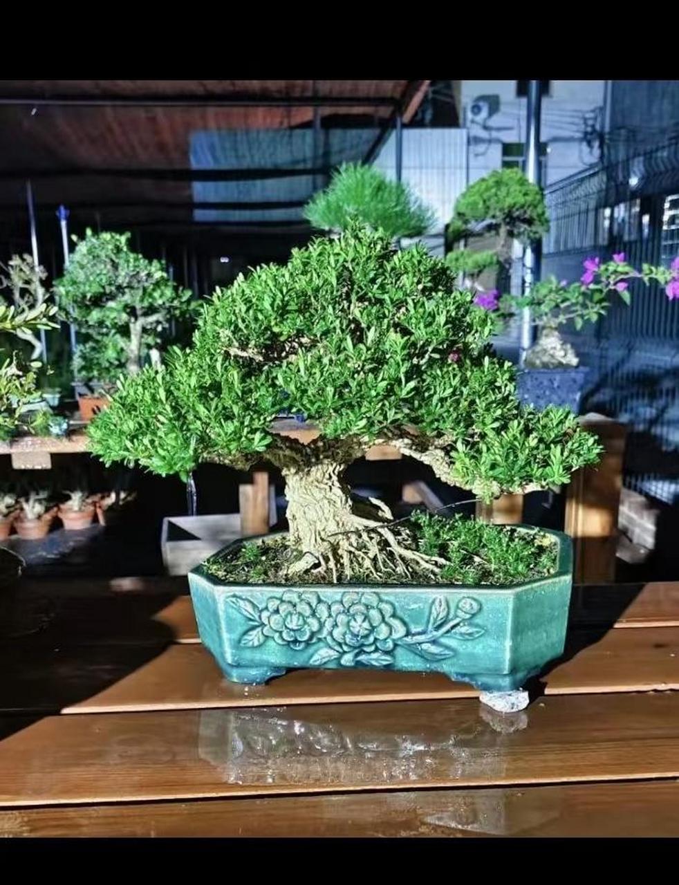 小叶皱皮雀舌黄杨!