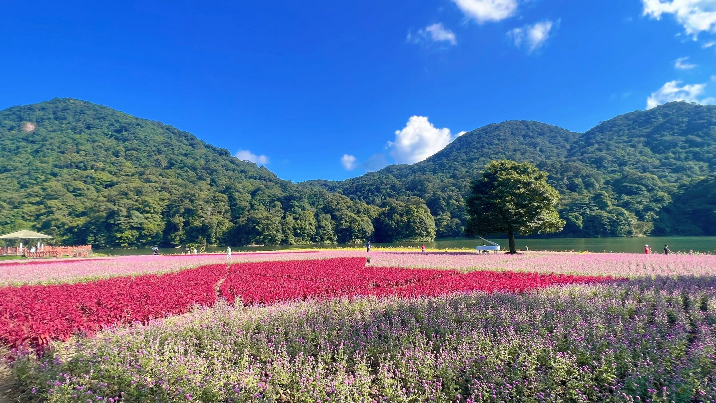 广州从化区石门国家森林公园 森林,天池,花海, 大自然赋予的负氧离子