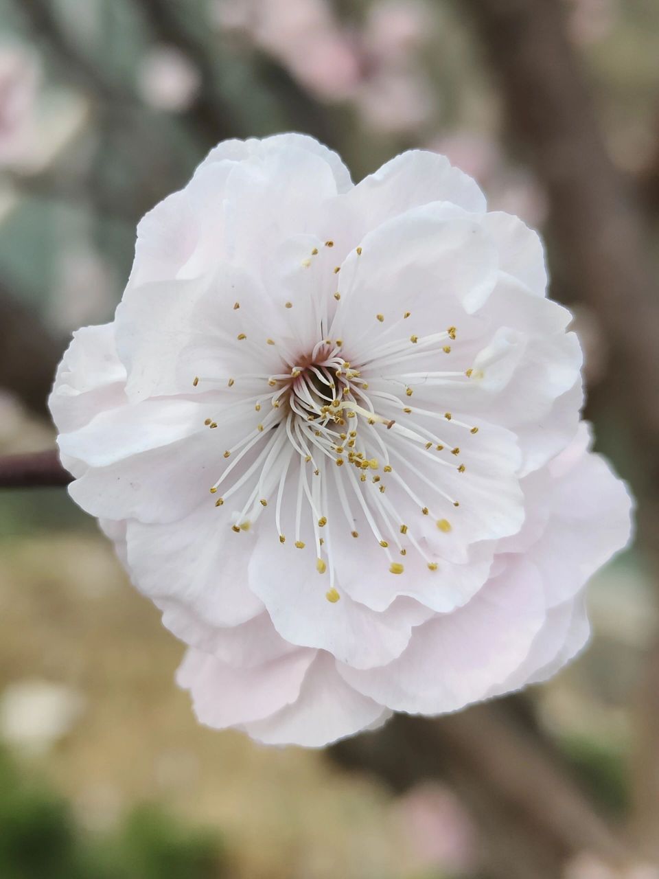 梅花新品种取名字 今年准备申请几个梅花新品种,都是淡丰后或丰后的子