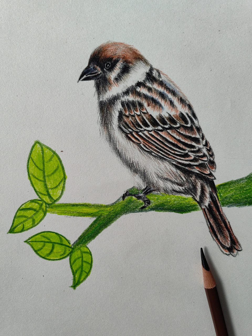 彩铅 麻雀(附步骤) 画画的日常 彩铅画