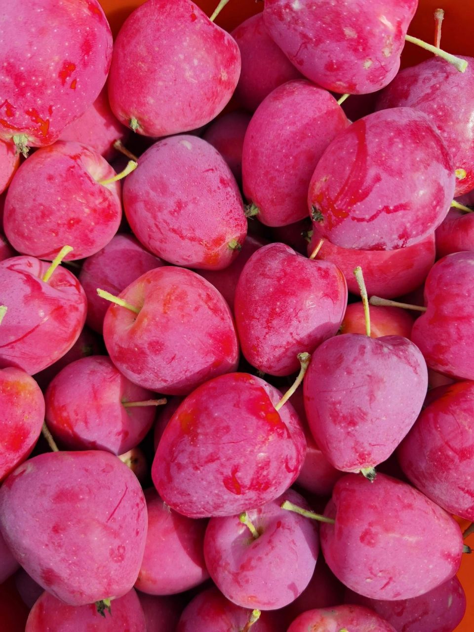 新疆香妃海棠果 有一种水果,香气独特 只要吃过就会让人想念 香妃海棠