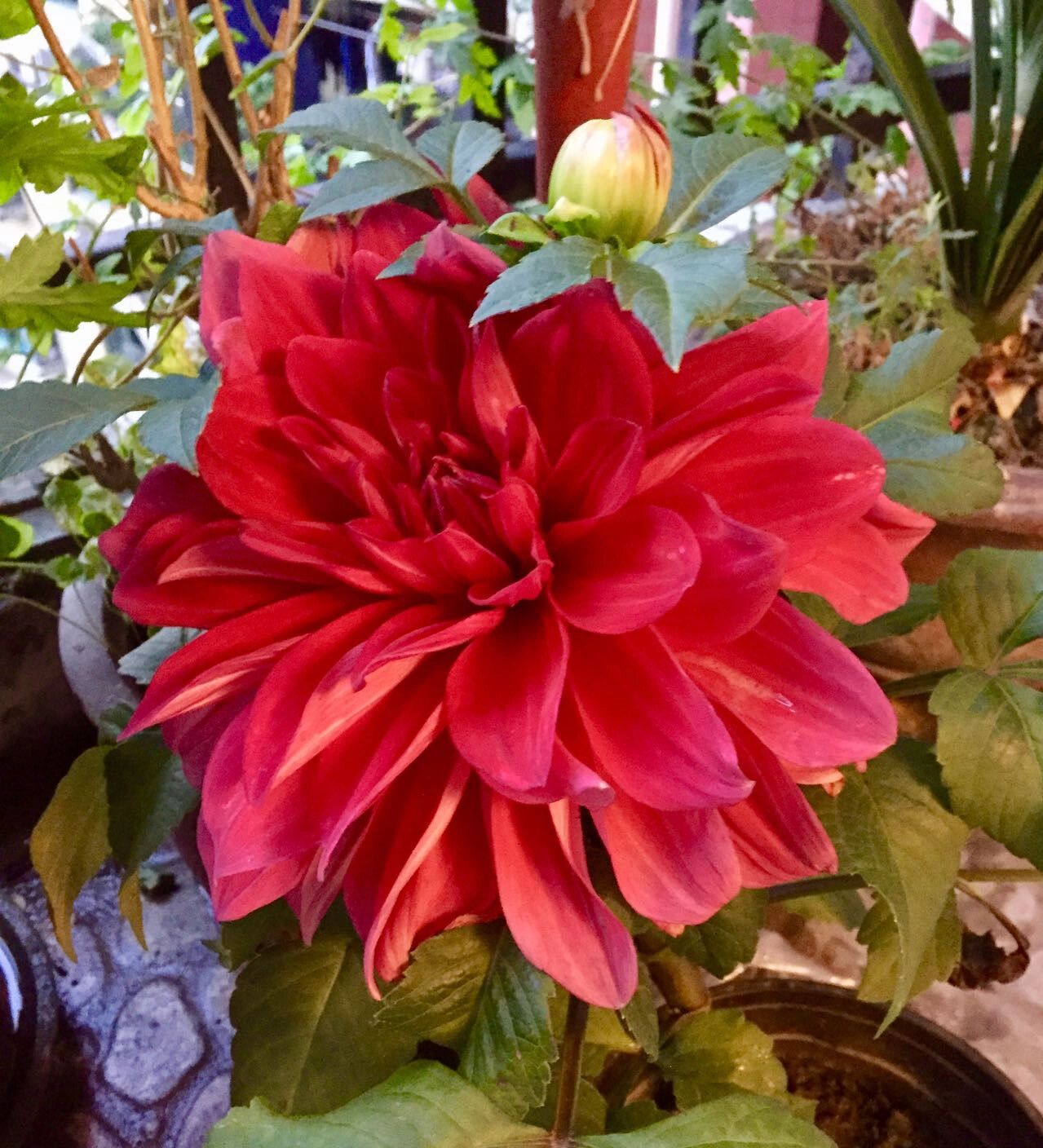 大丽花,今天给它一个特写,6月扦插一盆大丽花,9月