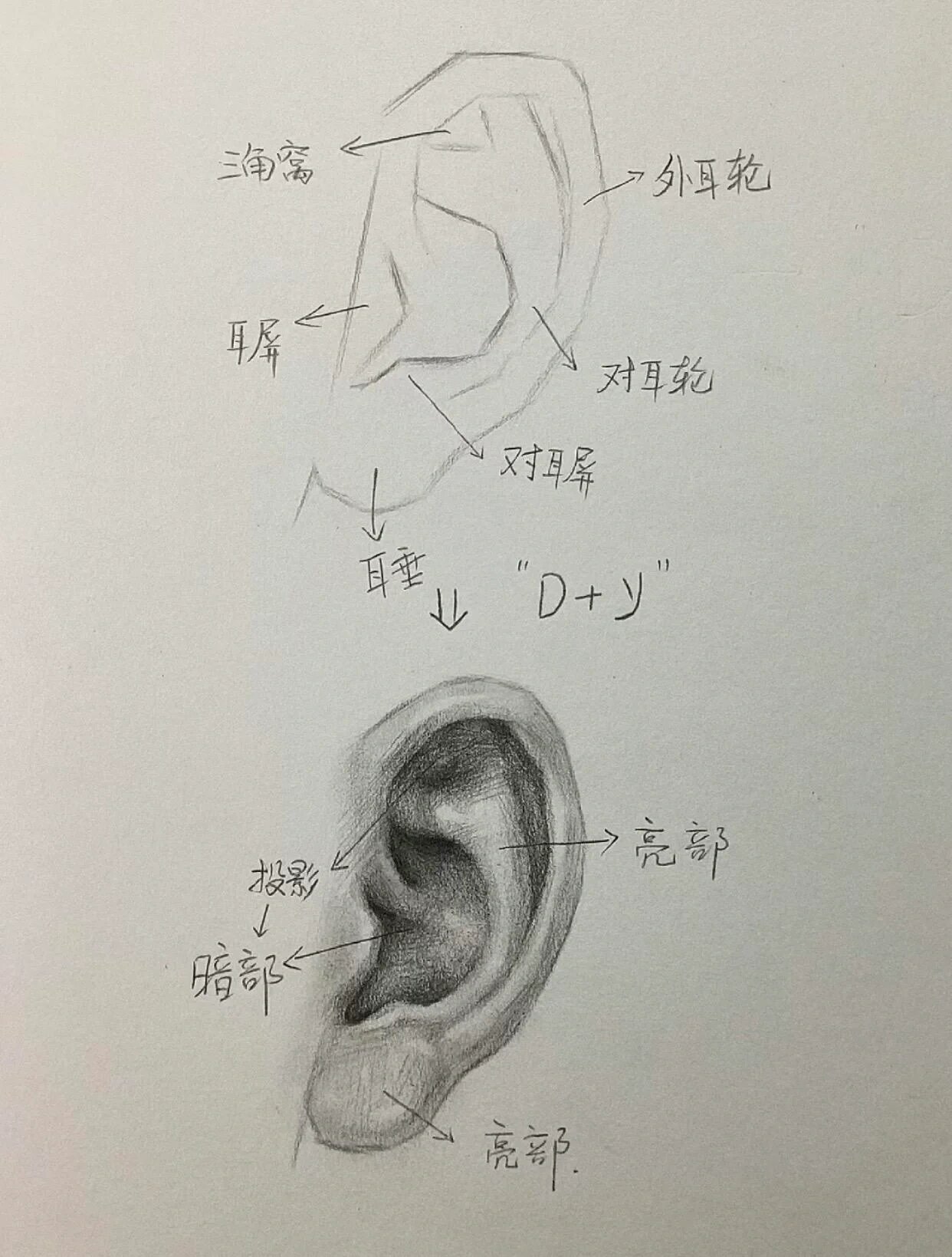 素描耳朵的保姆级教程一学就会