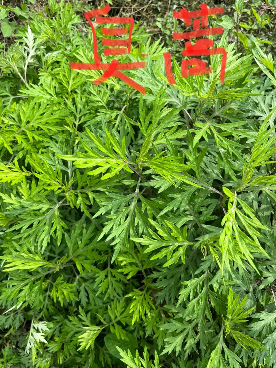 艾草 臭蒿 香蒿,这下分清了 野菜 艾蒿 新农人 新农村清明 今天又去采