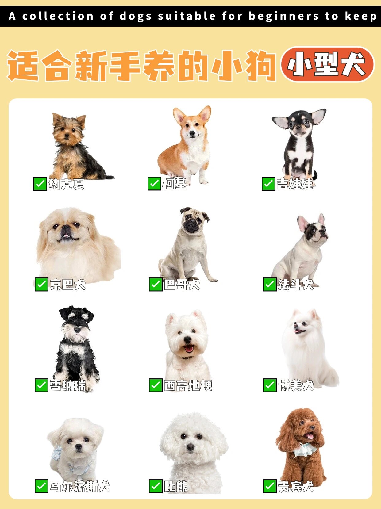 京巴犬和吉娃娃的串图片