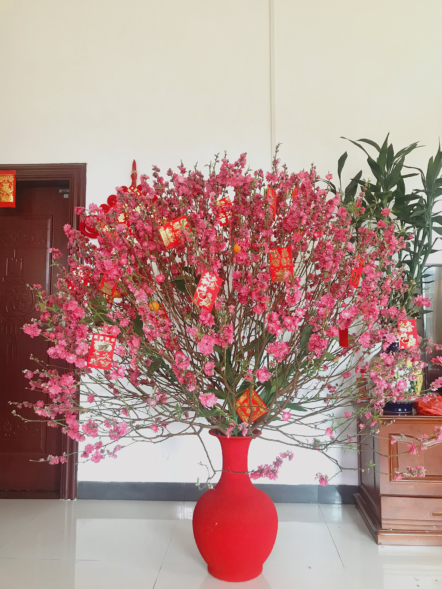 广东家庭春节必备养桃花