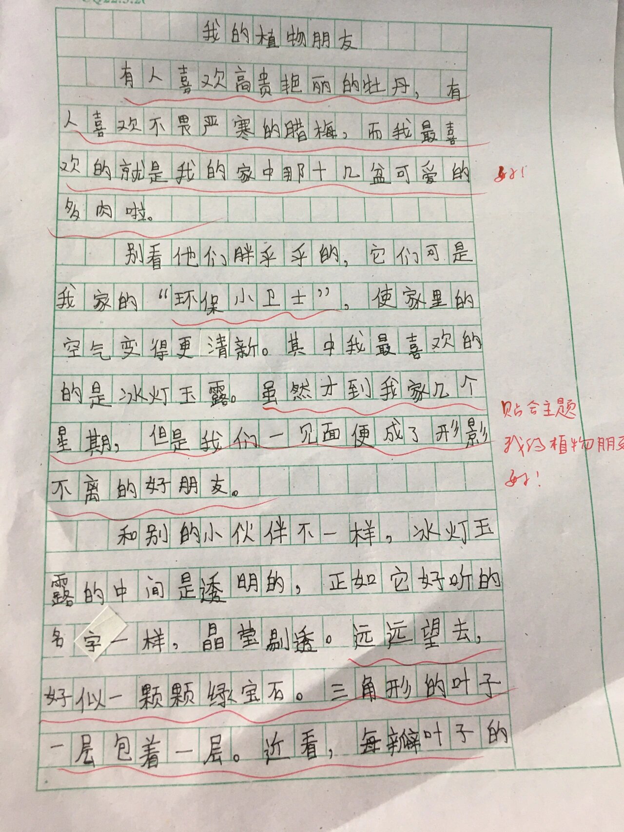 我的植物朋友"多肉"作文