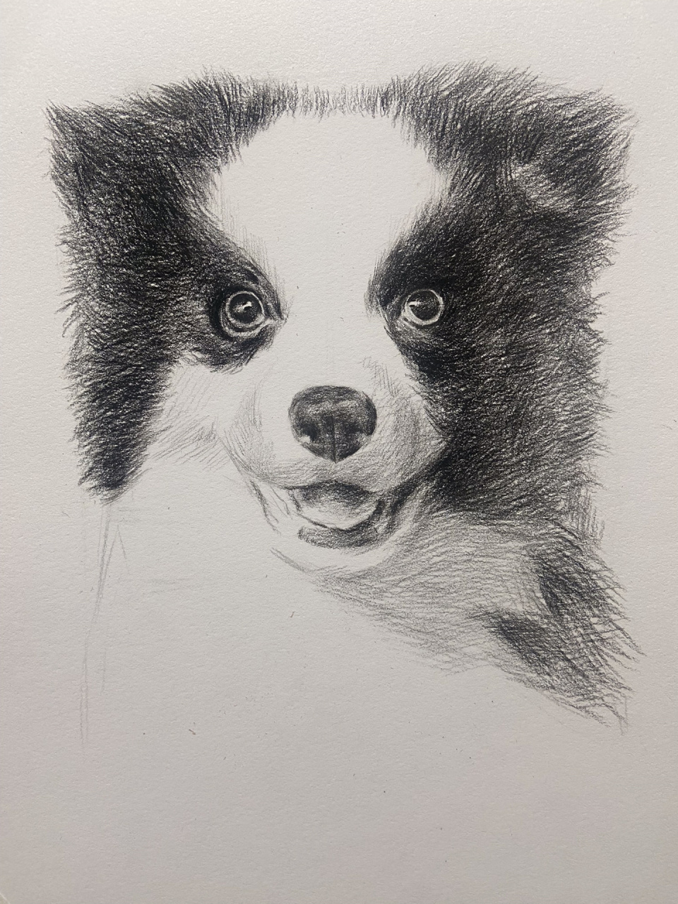 素描动物 黑白狗狗的画法! 简单易学,零基础的同学也可以来试试哦!