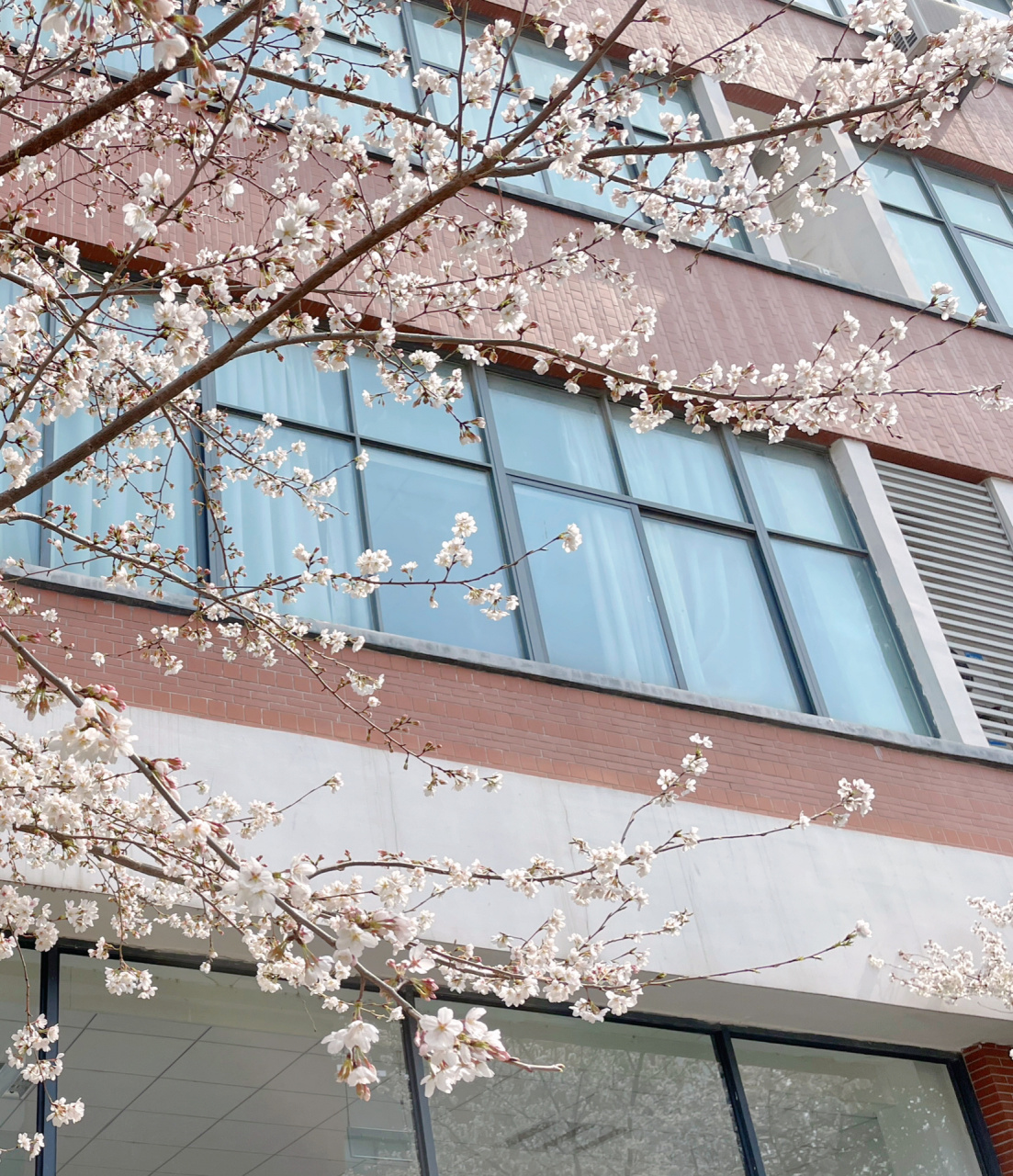 南医大康达学院/又到了赏樱季!