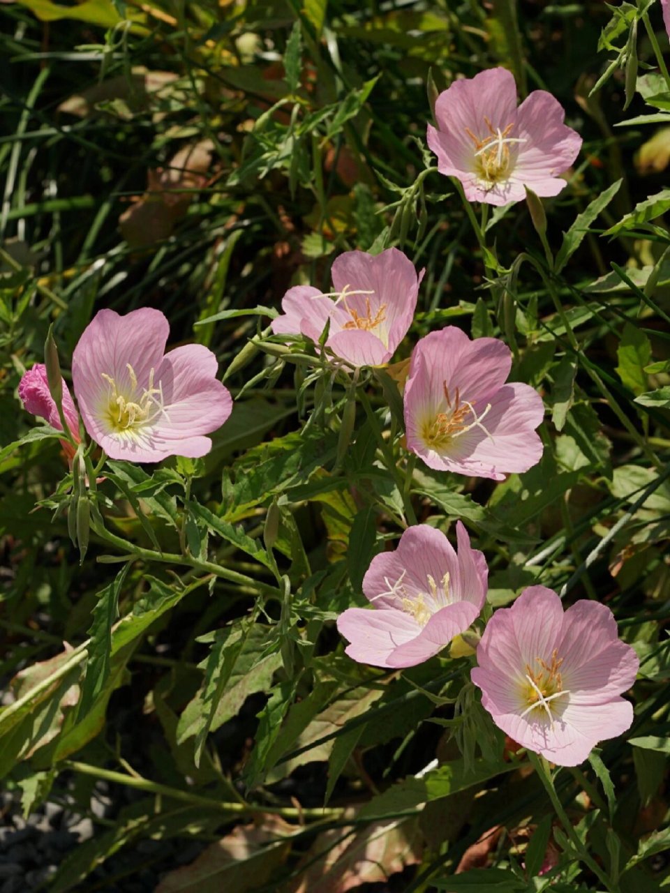 身边的植物10 - 美丽月见草 美丽月见草 oenothera speciosa 桃金娘目