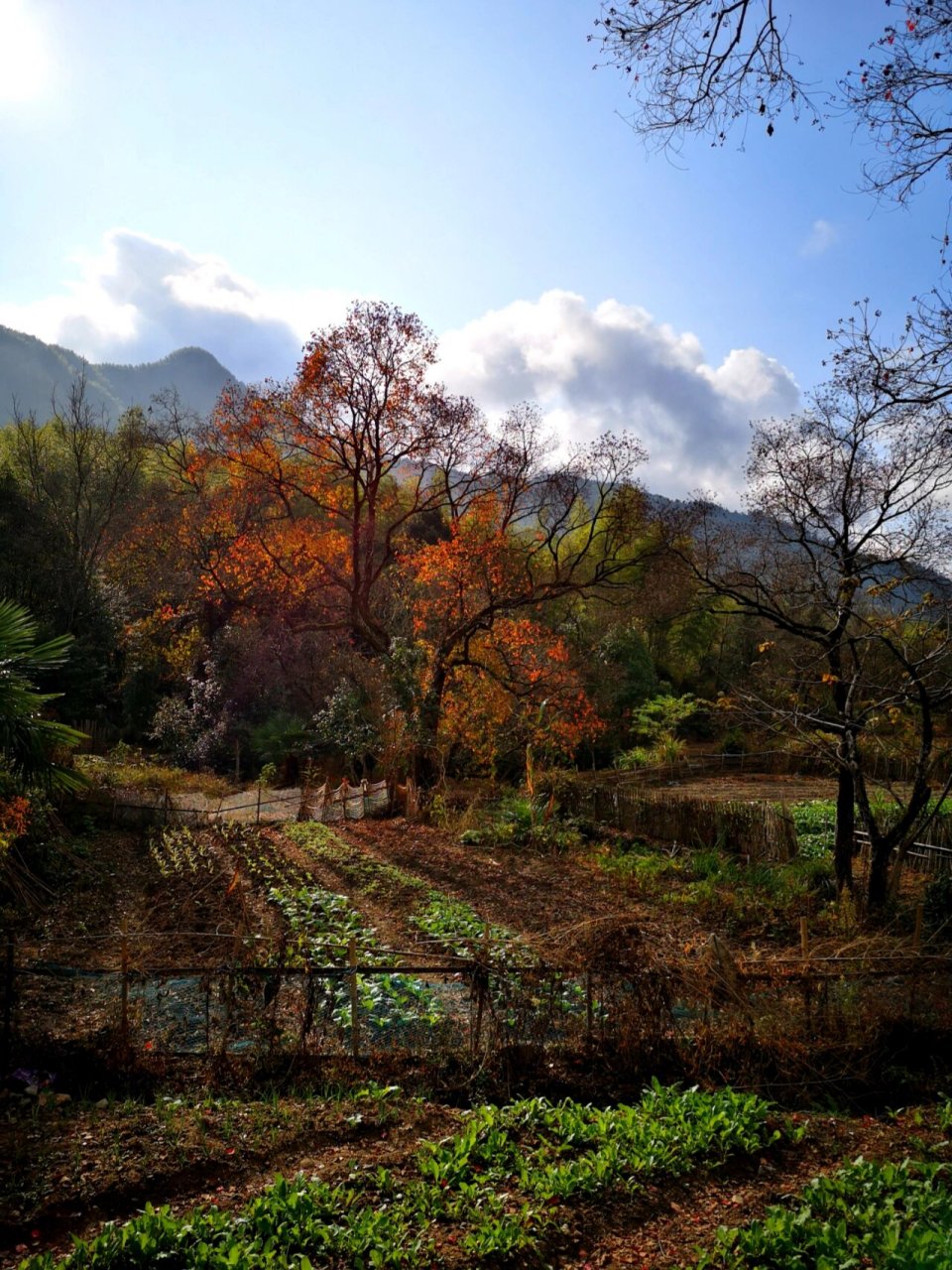 皖南秋·协里丨宏村旁边的宁静村庄 协里村,一个非常安静的皖南原生态