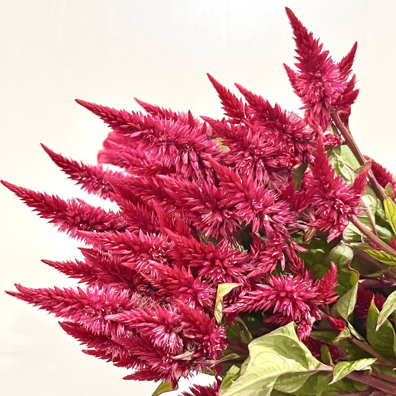 今日份凤尾花实拍!美的嘞