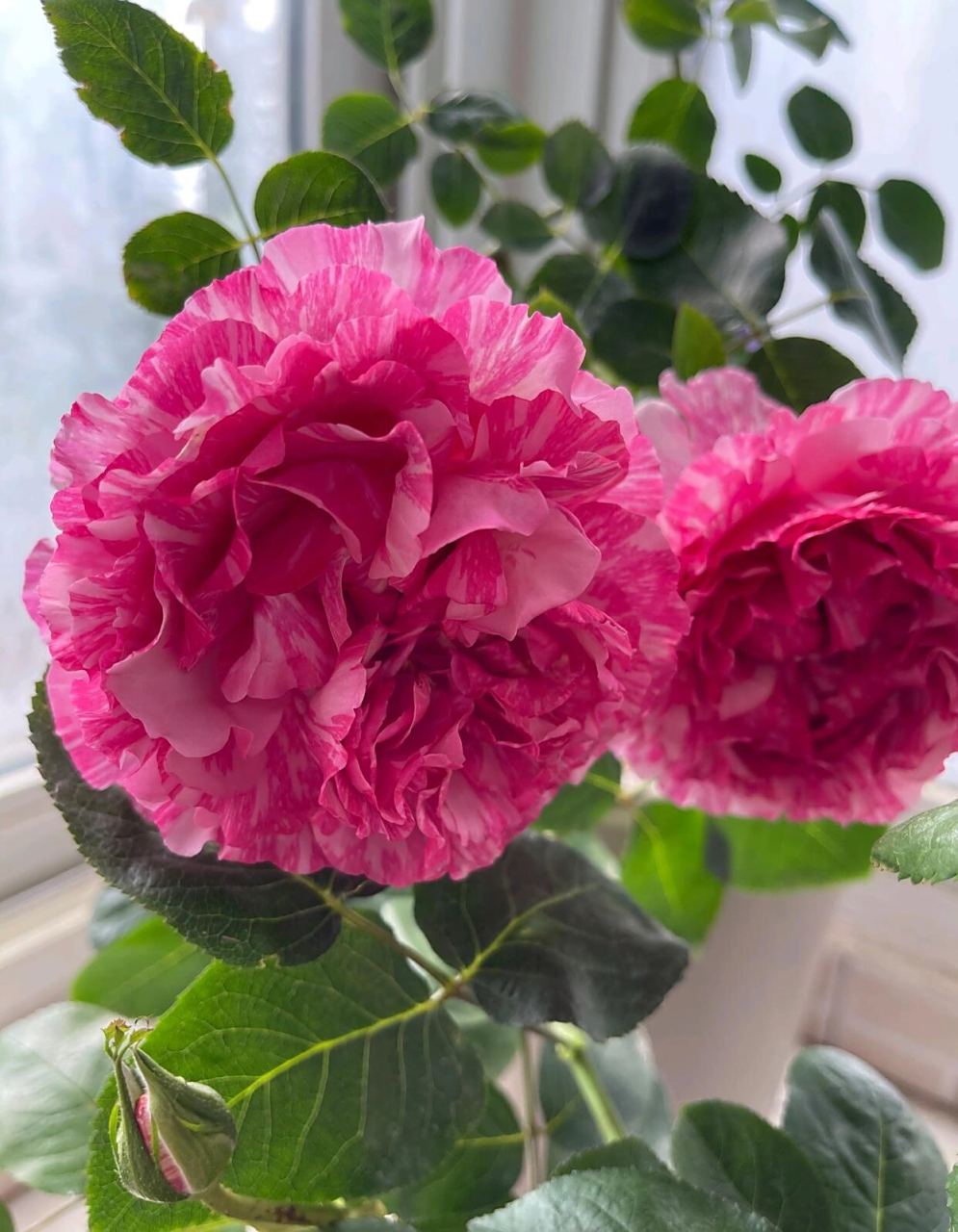 带你每天认识一种月季第13天|伊芙飞溅 伊芙飞溅在伊芙系列众多品种中