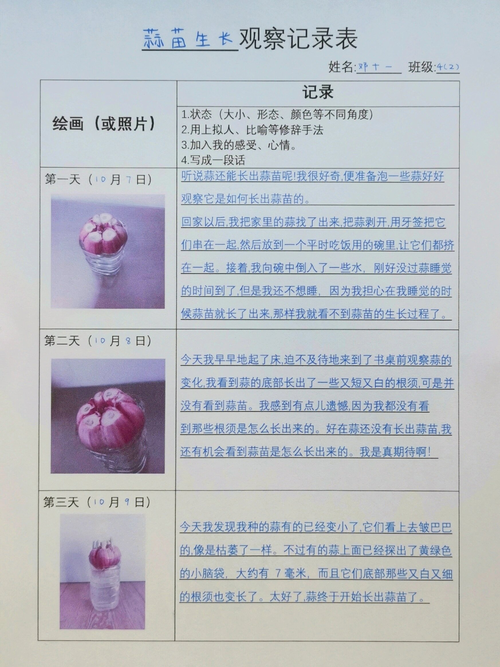 三年级种大蒜观察日记500字(种大蒜观察日记三年级第四单元种大蒜)