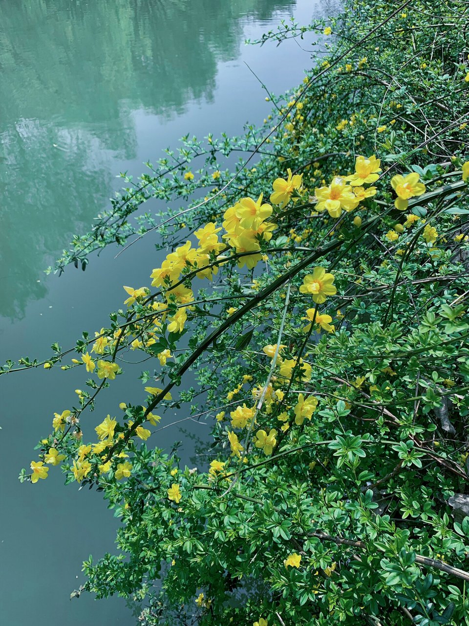 坟上种迎春花图片