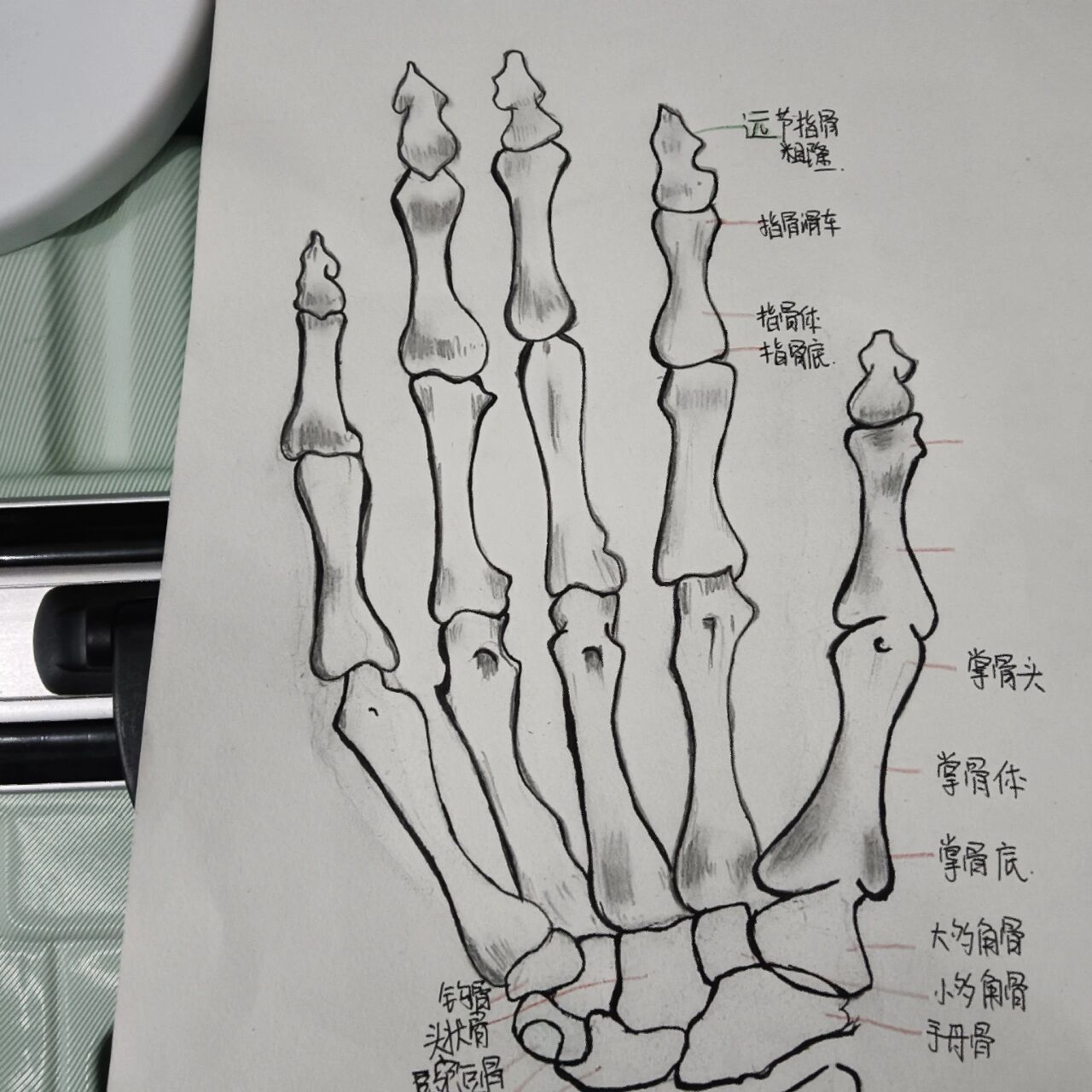 解剖绘画手骨   第一次画