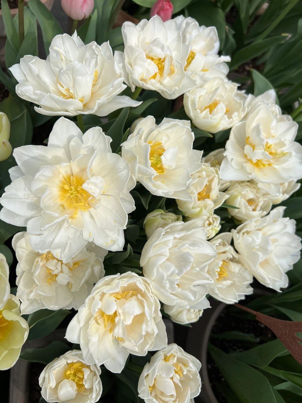 盛开的白色重瓣郁金香 轻盈飘逸 白玉映沙 洛阳亲友如相问 一片冰心在