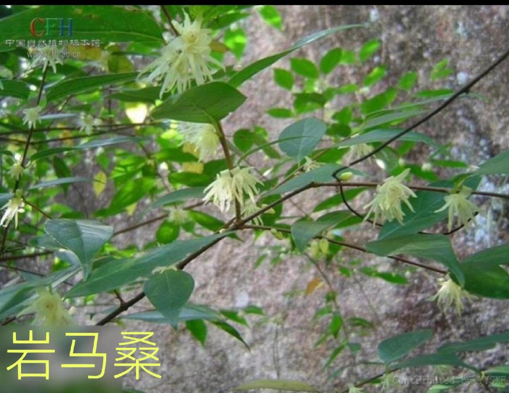 岩马桑 腊梅根别名岩马桑. 祛风止痛;理气活血;止咳平喘.