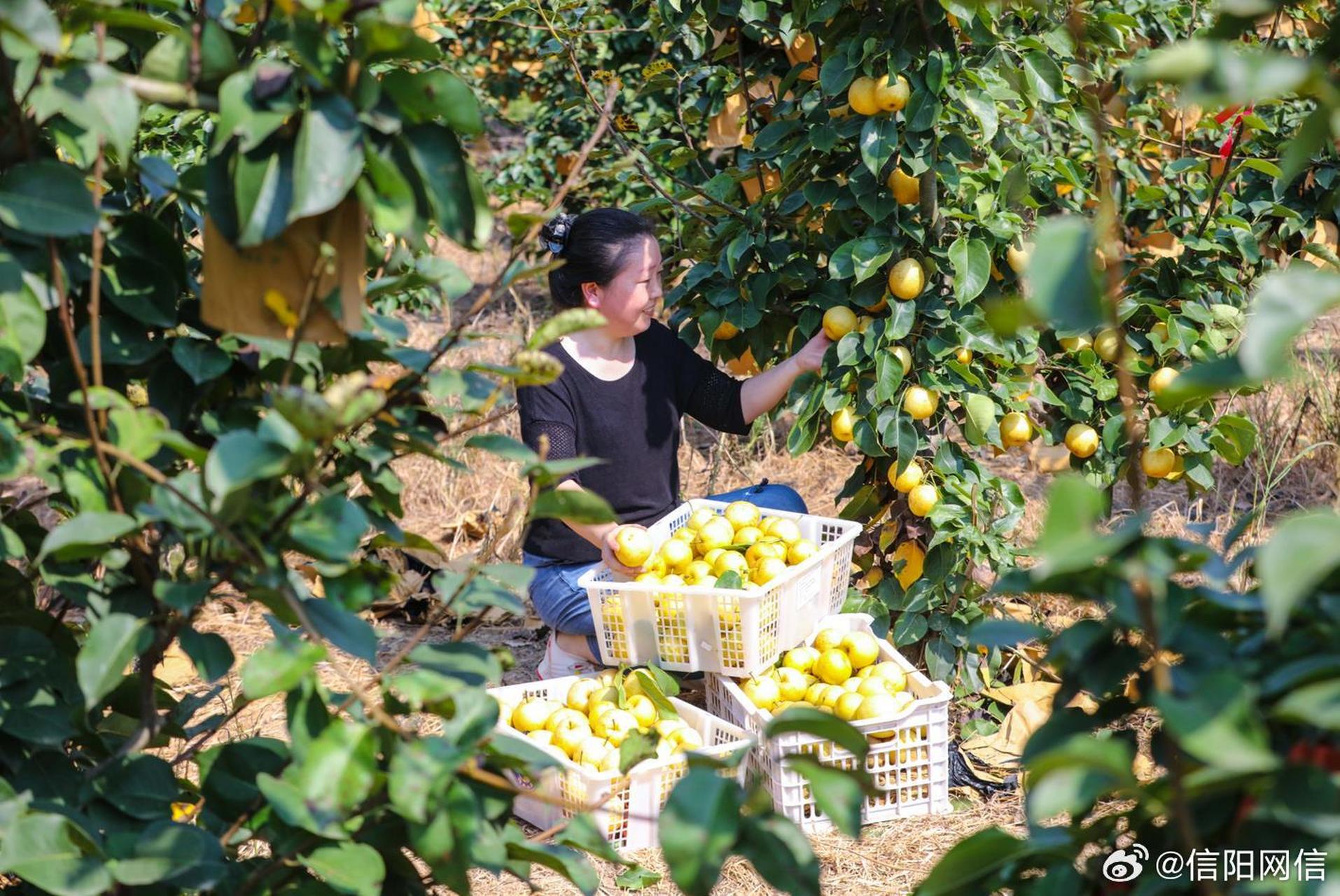 【图说信阳 | 小小金果梨成为农民致富果】8月19日,信阳市光山县北向